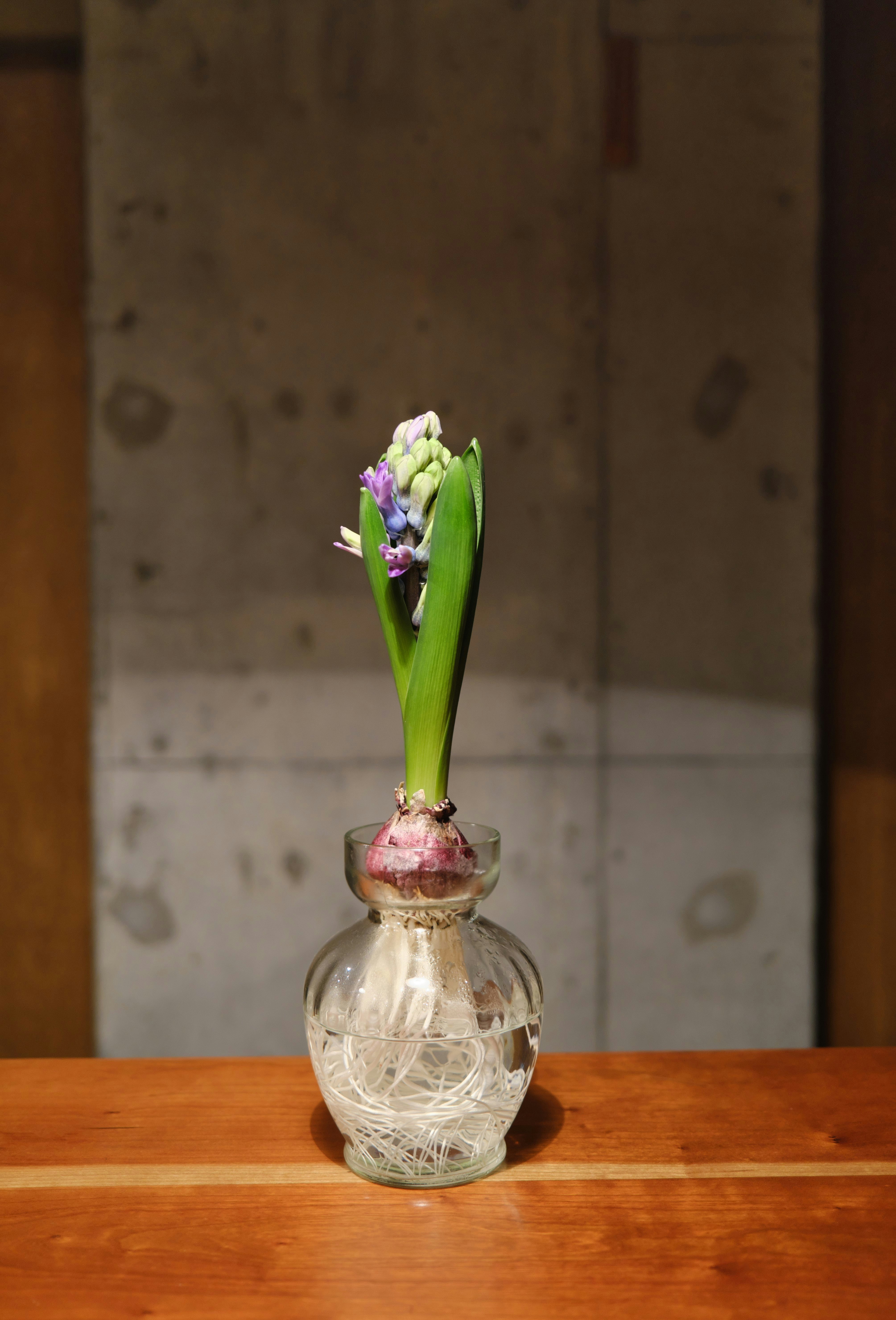 玻璃瓶里的发芽球根花 image