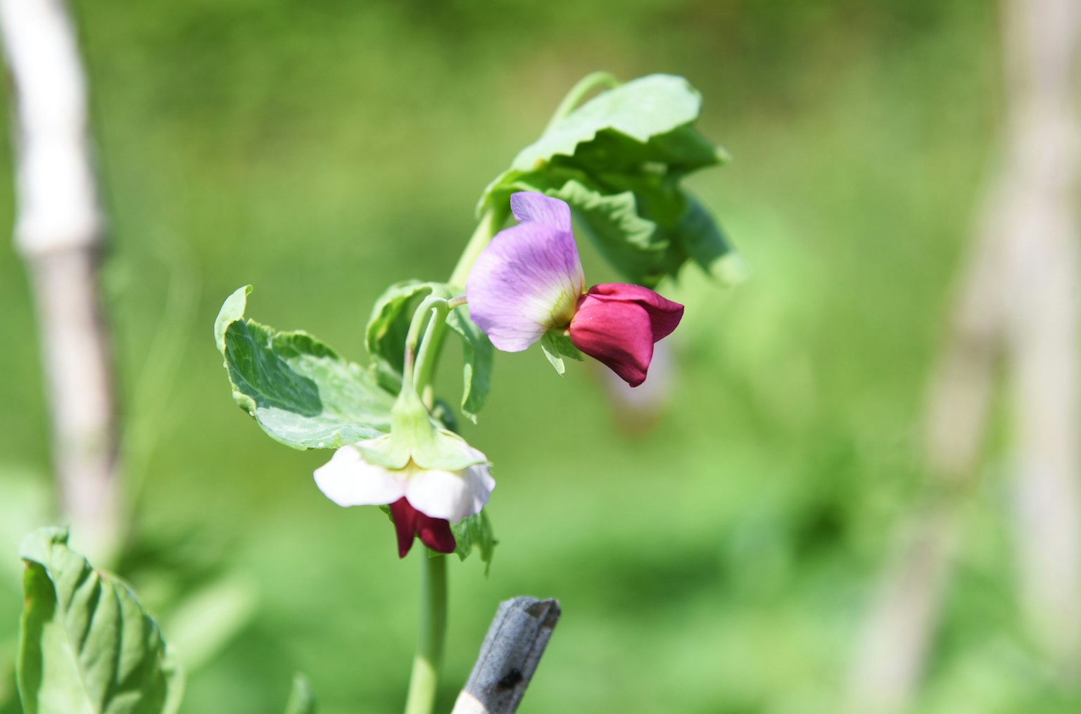 Close-up of a plant with colorful flowers against a green background