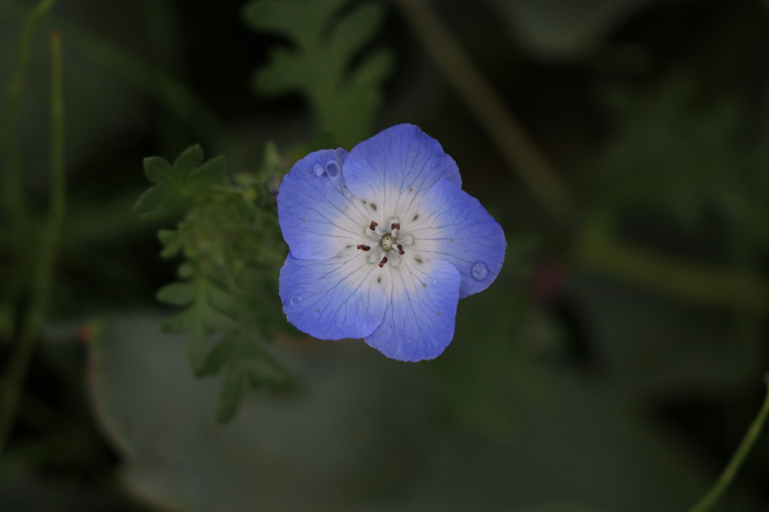Un fiore blu con petali bordati di bianco circondato da foglie verdi
