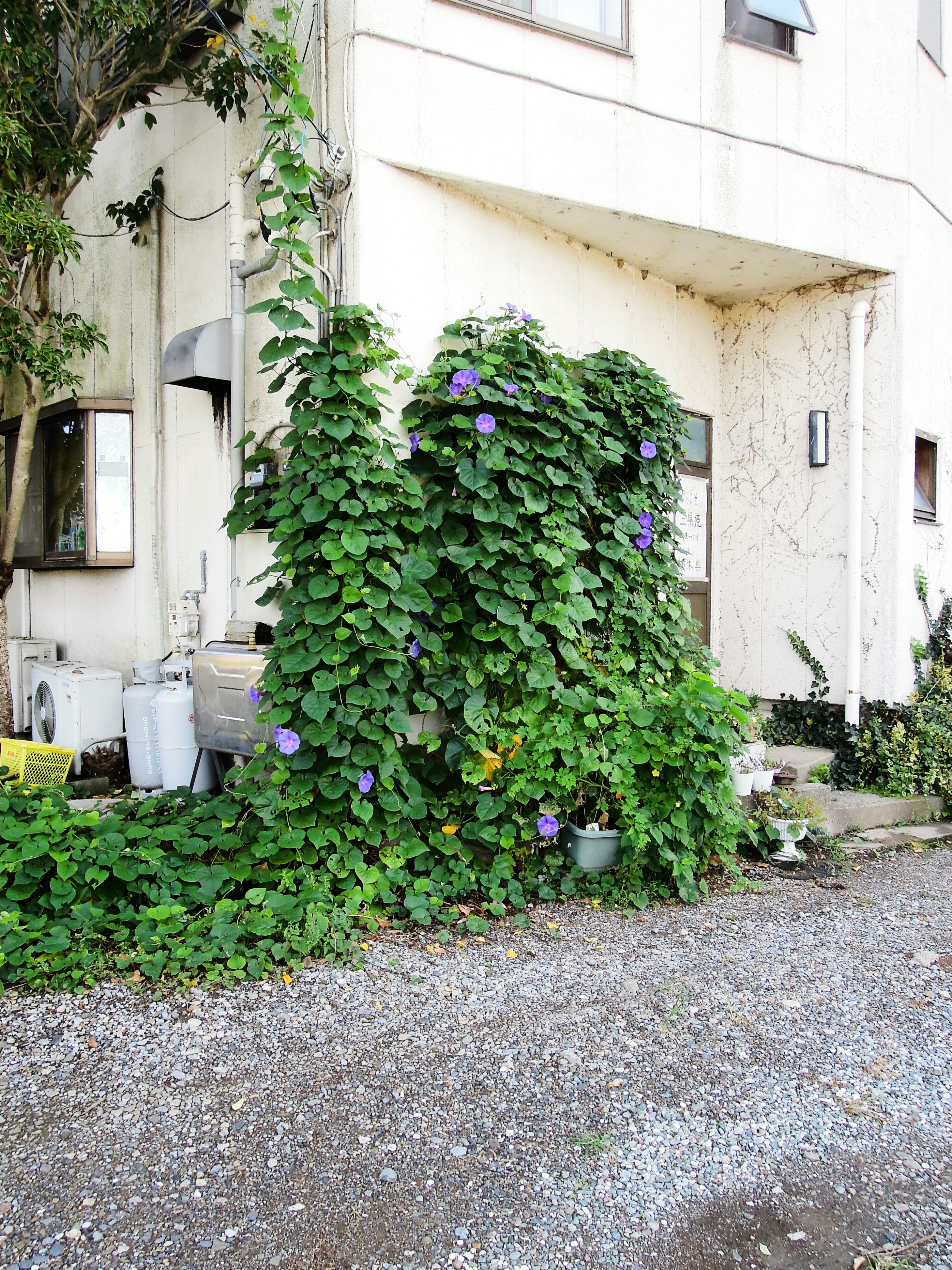 白い壁に絡む緑のツタと紫の花が咲く中庭の植栽