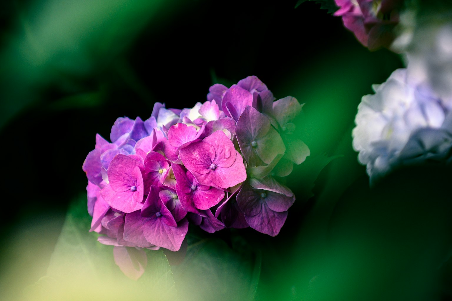 Fiori di ortensia viola vivaci circondati da foglie verdi