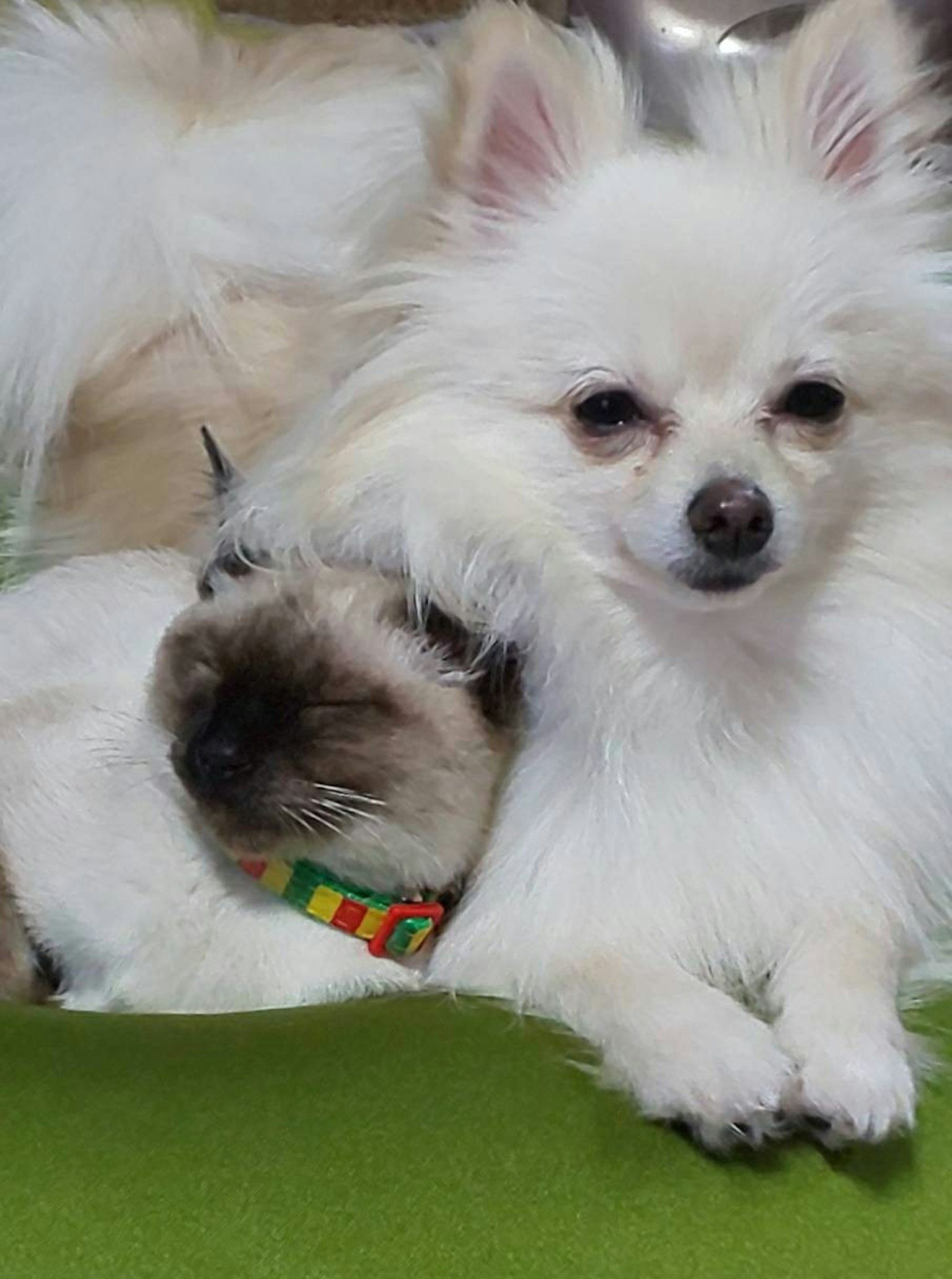 Pomerania bianco e Shih Tzu accoccolati su un cuscino verde