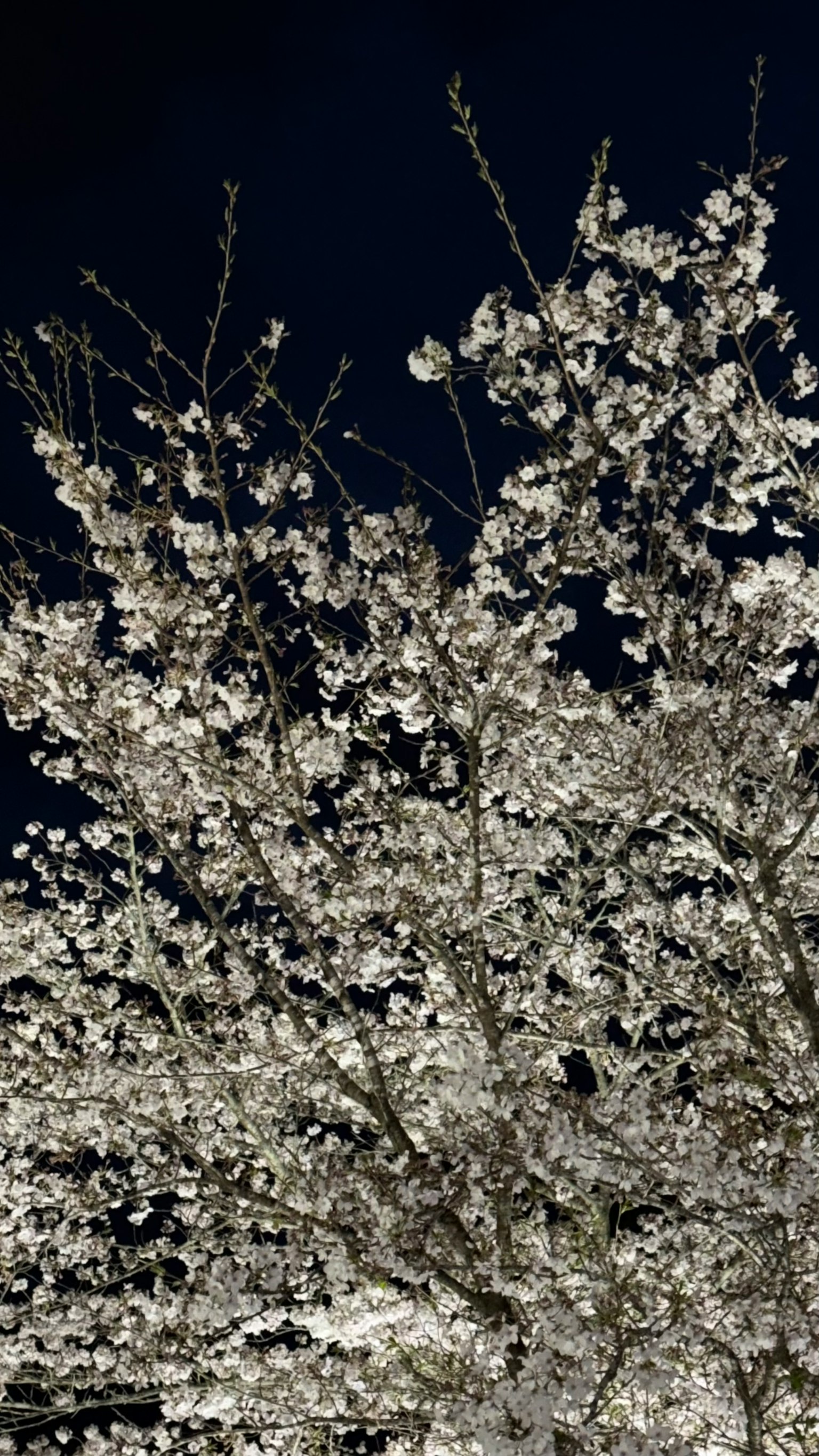 Branches d'un arbre avec des fleurs blanches contre un ciel sombre