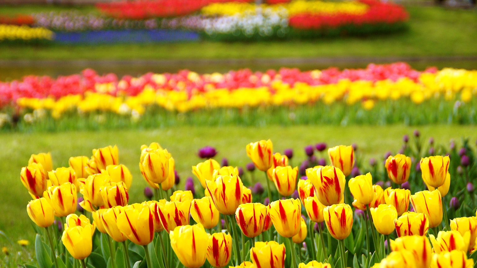 Những bông tulip rực rỡ nở rộ trong một khu vườn đầy màu sắc