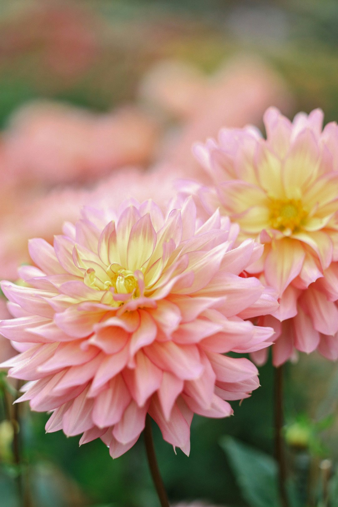 ピンクのダリアの花のクローズアップ