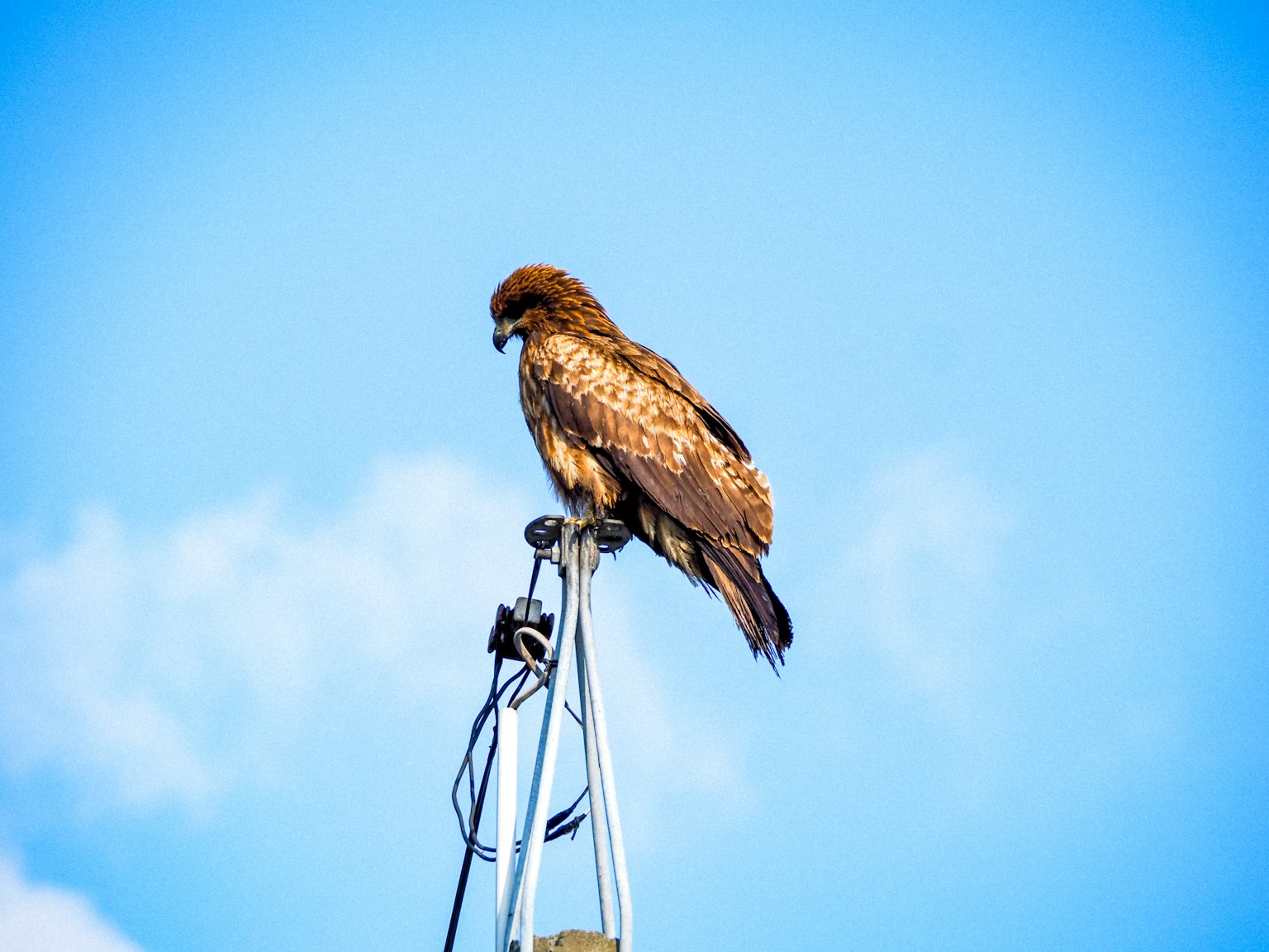Brown hawk perched on top of a tall pole against a blue sky