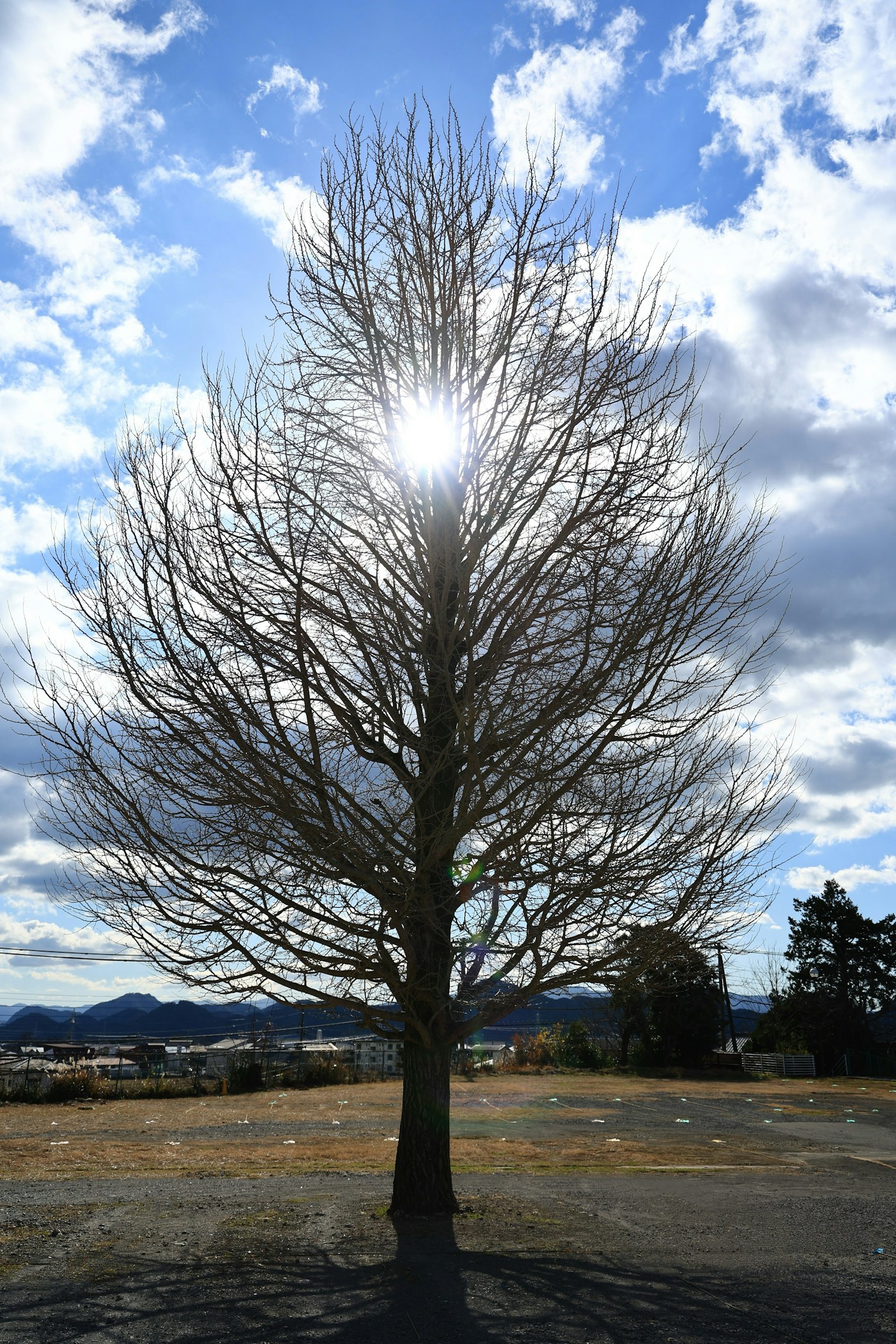 Silhouette eines laublosen Baumes vor einem Hintergrund aus blauem Himmel und Wolken