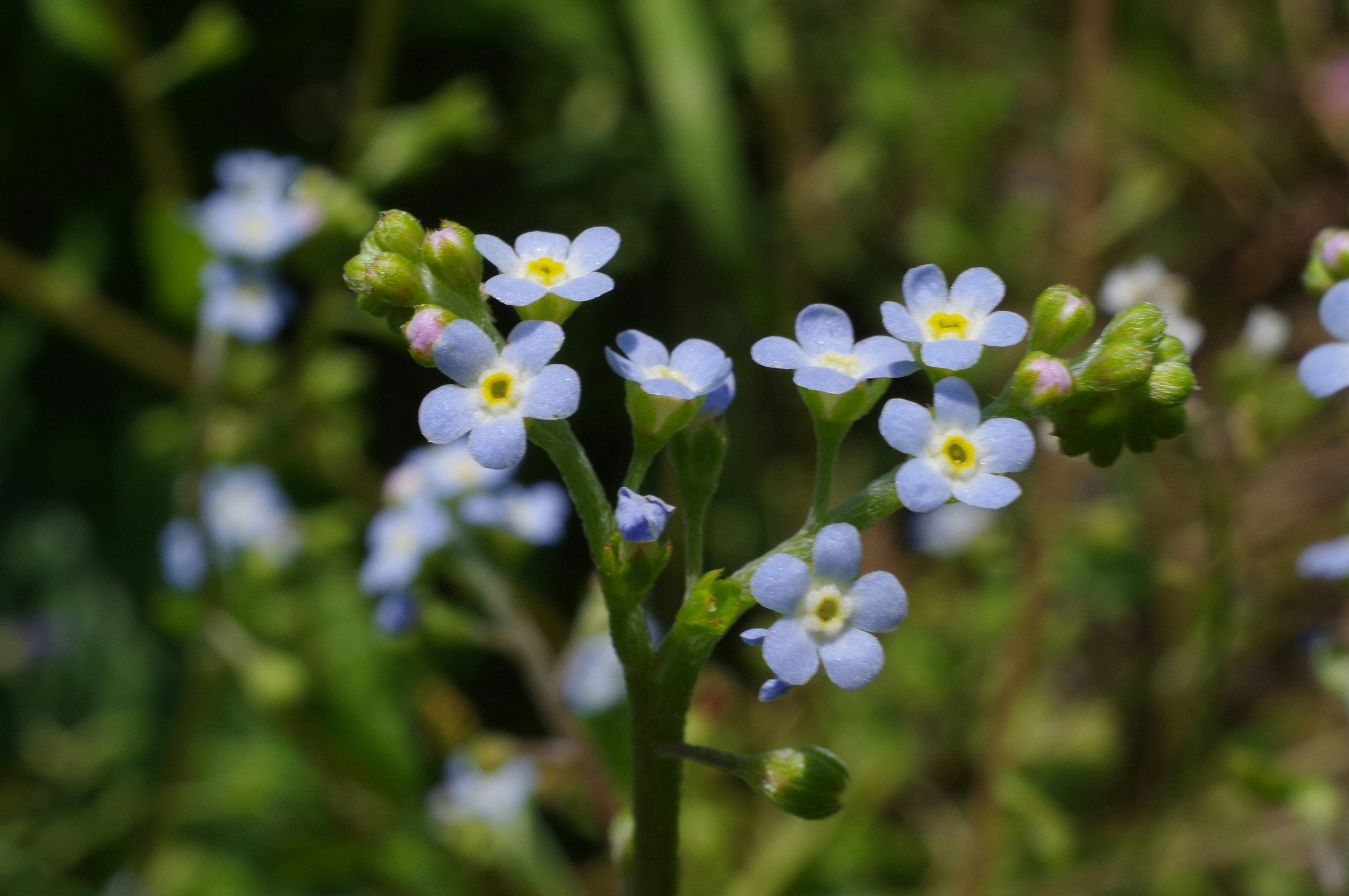 春の野の花キュウリグサの群生