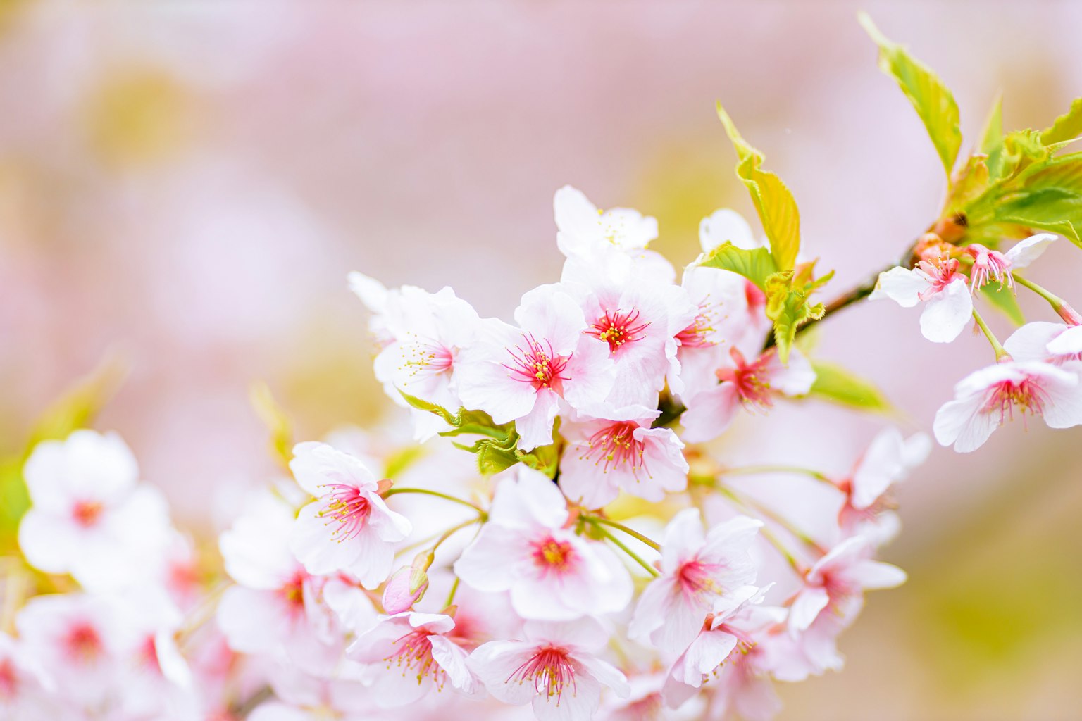 Acercamiento de ramas de cerezo con flores rosas suaves y hojas verdes frescas