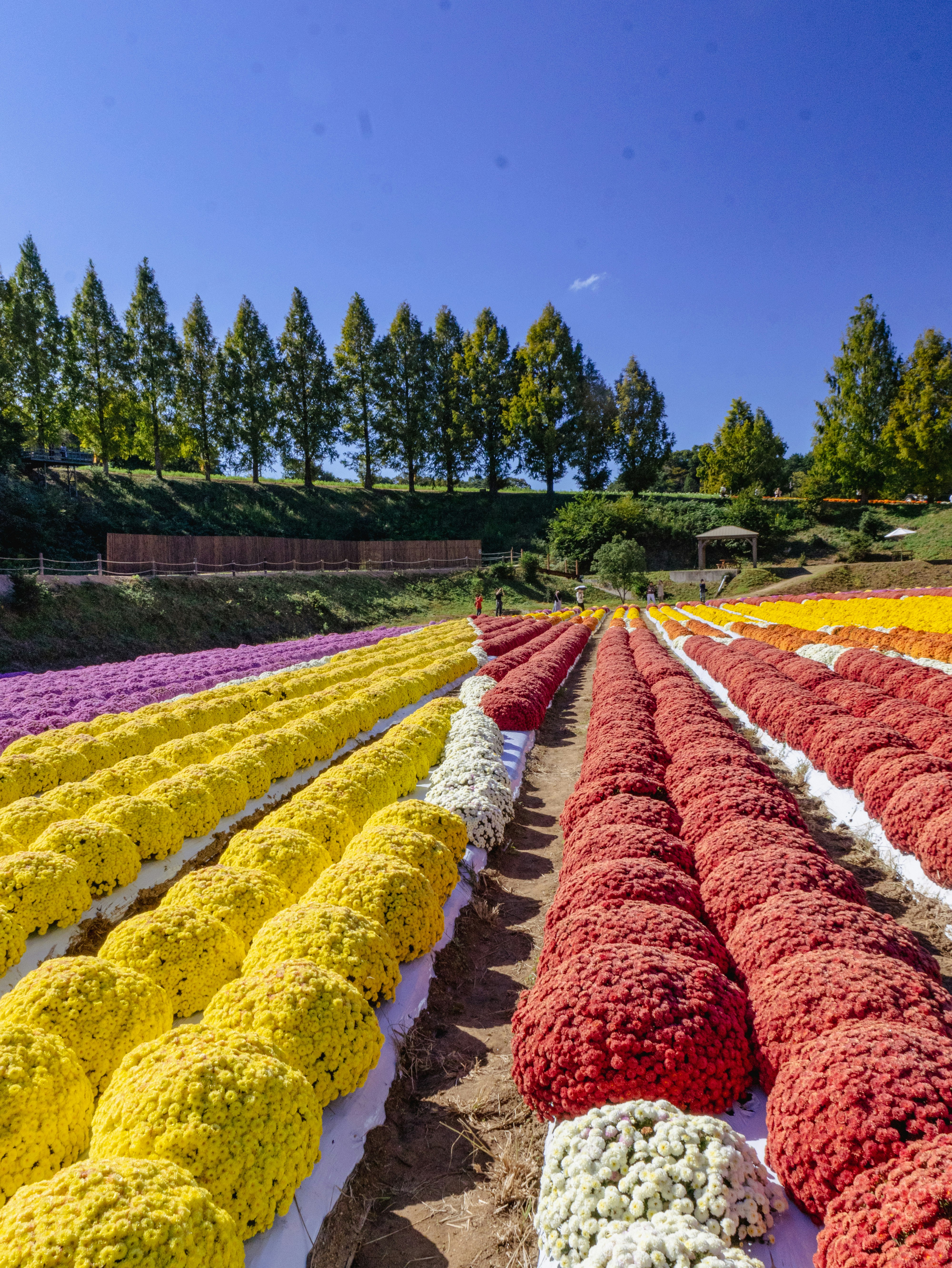 Vibrant flower fields with colorful spherical blooms
