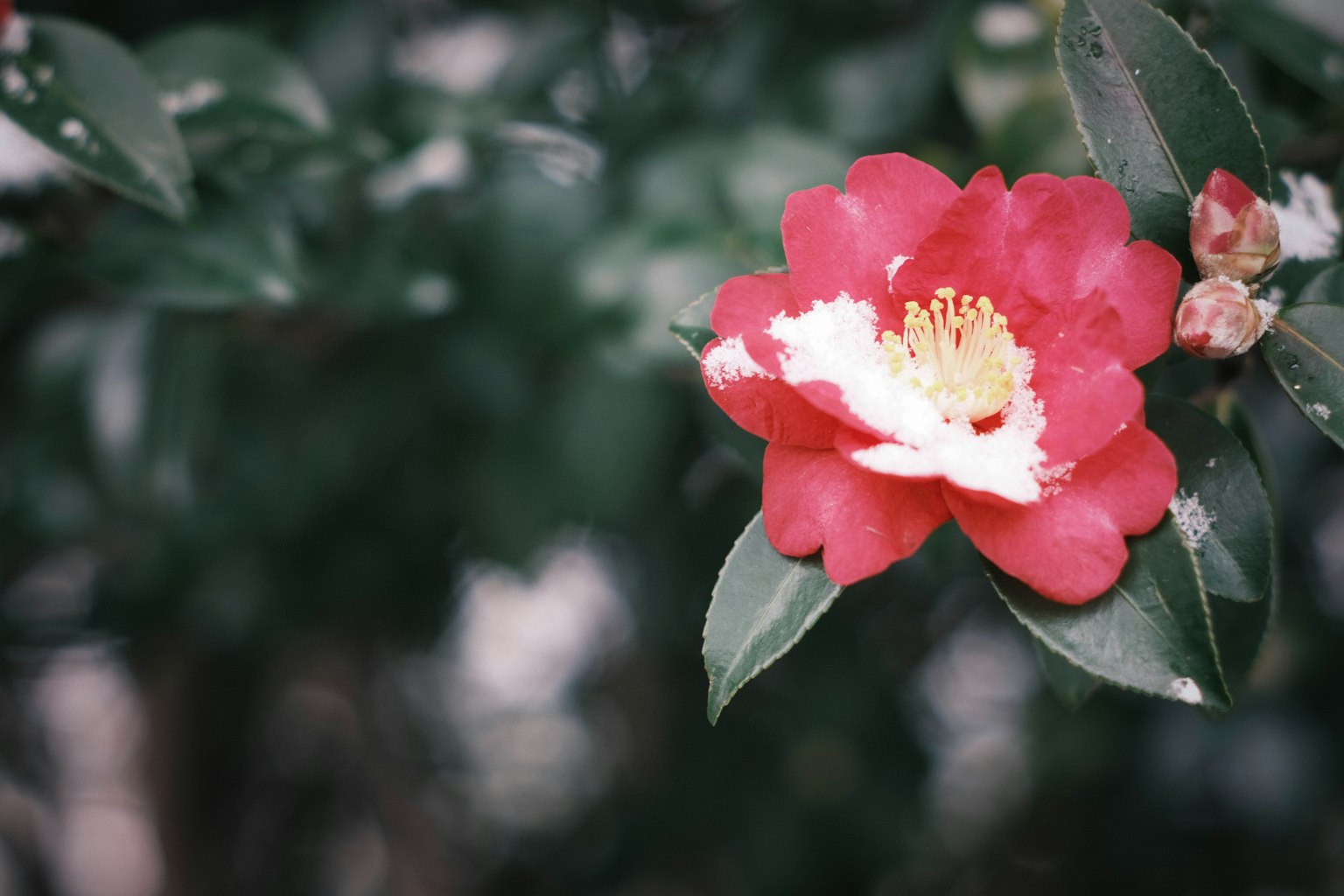 Acercamiento a una flor roja con centro blanco y hojas verdes