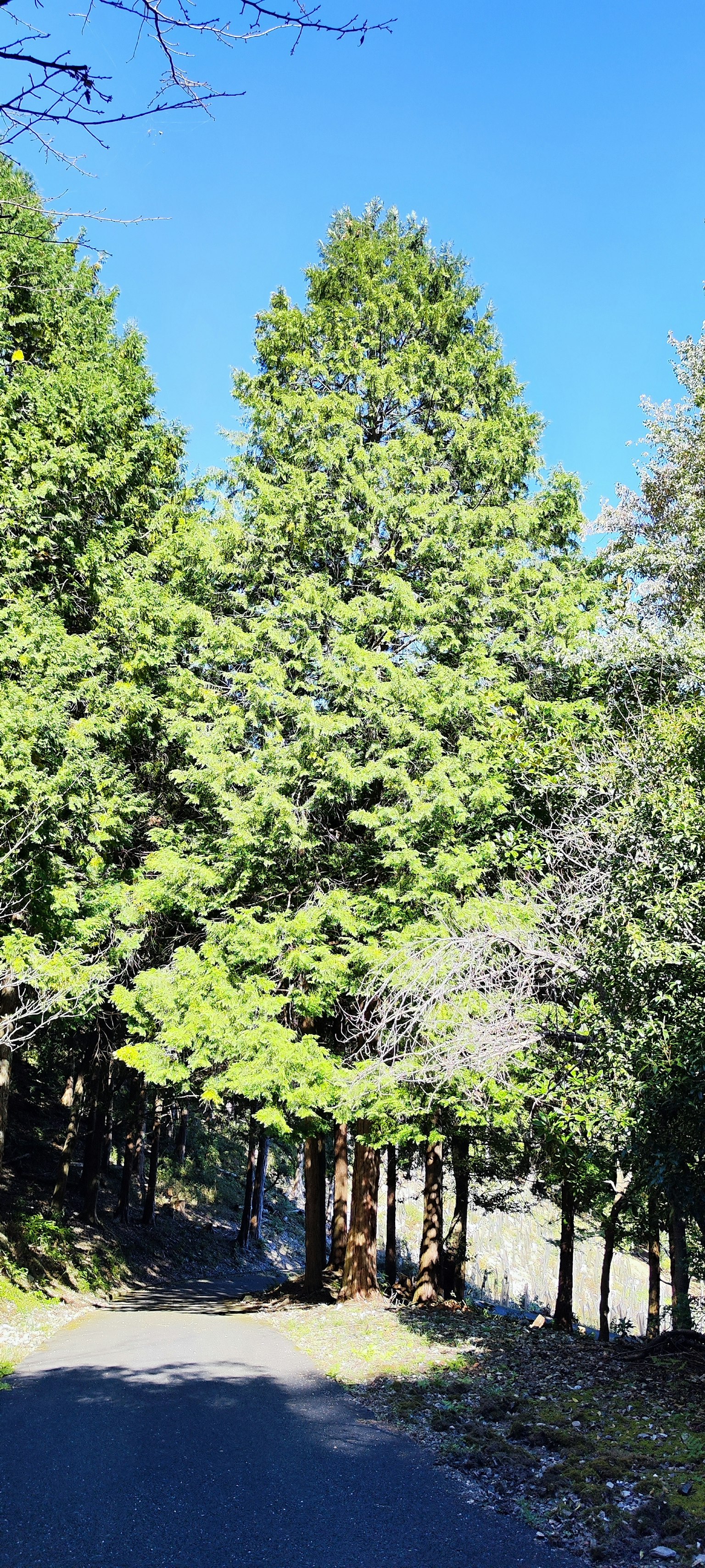 Alberi verdi sotto un cielo blu con una strada asfaltata