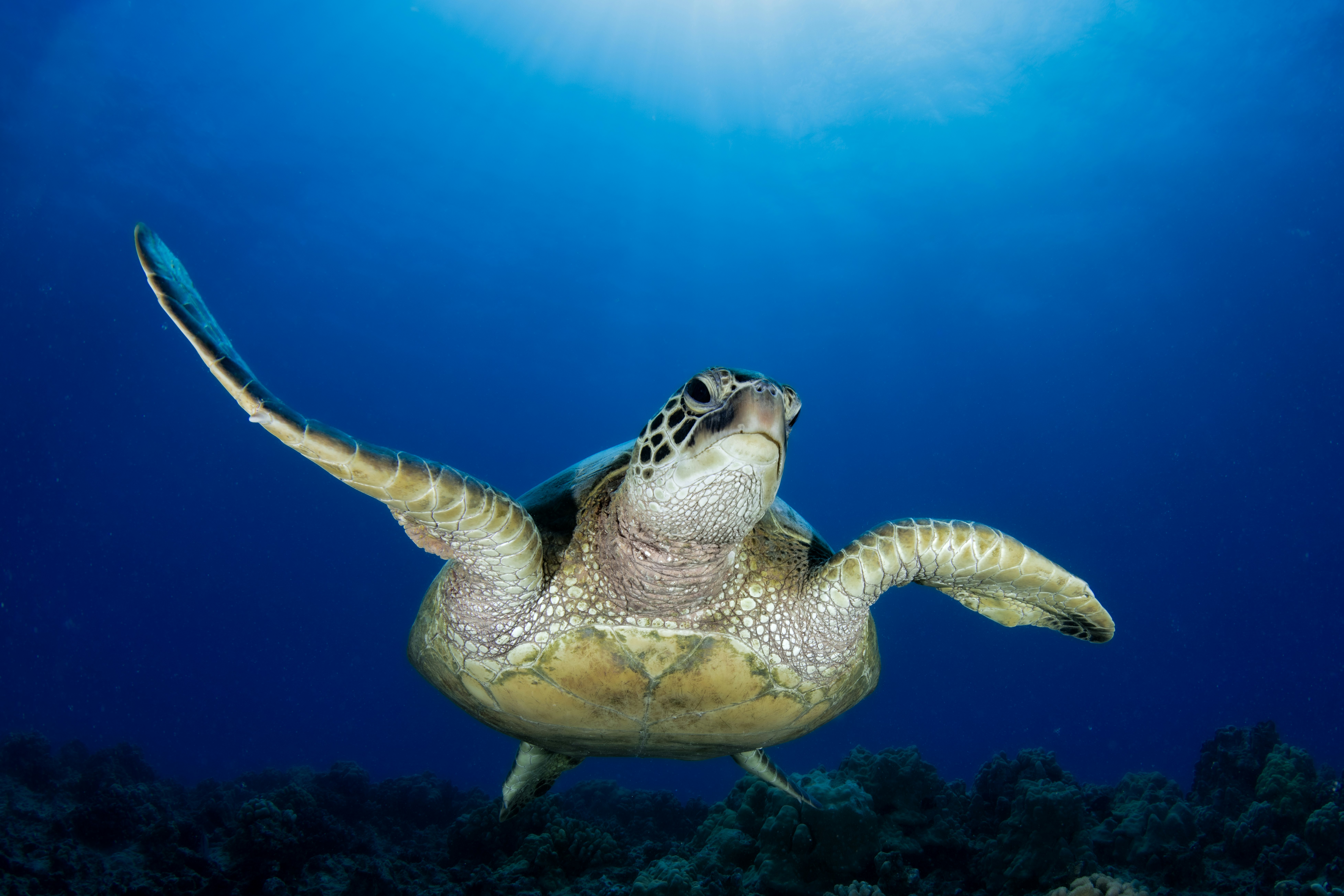 青い海中を泳ぐウミガメ
