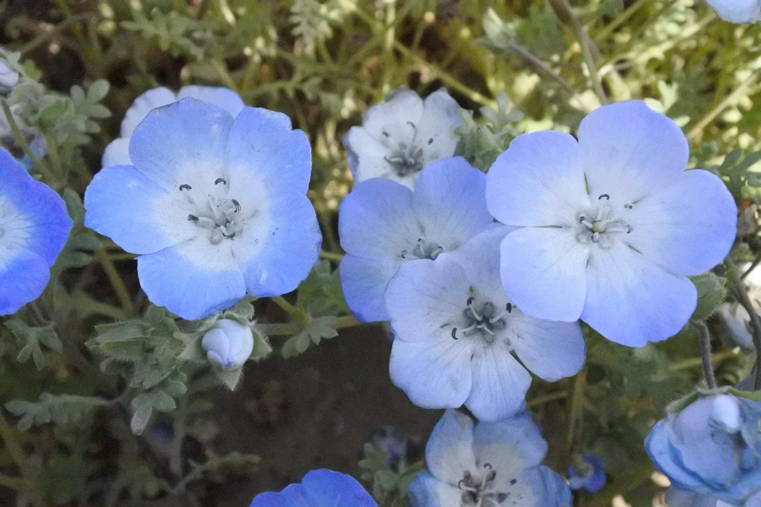 Cluster of delicate blue flowers blooming