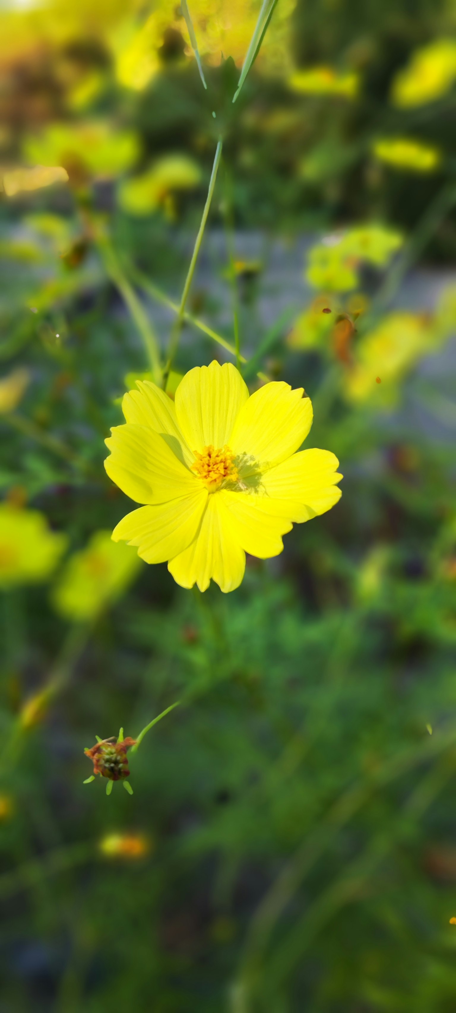 Un fiore giallo vivace che sboccia su uno sfondo verde