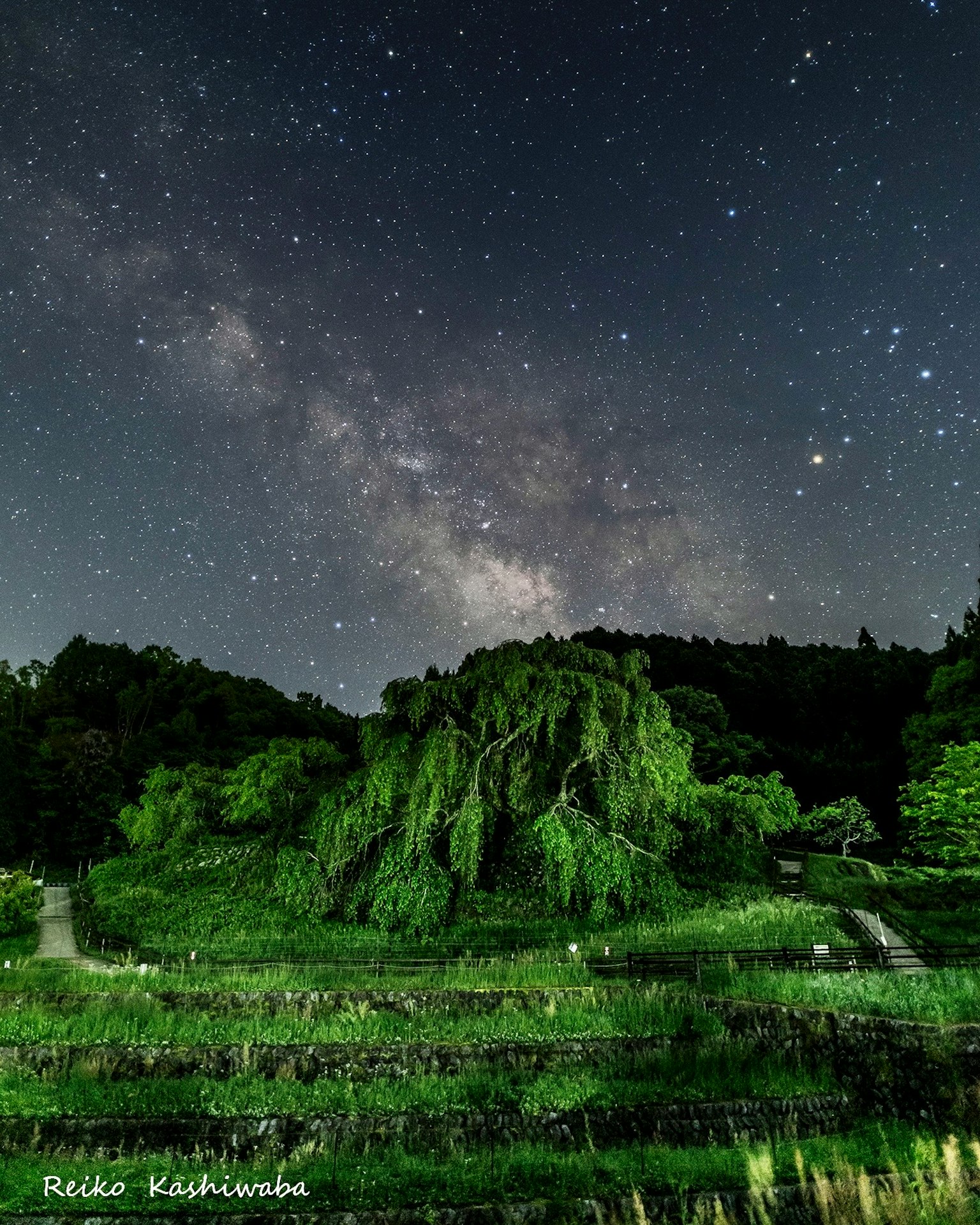 Paesaggio notturno con stelle e Via Lattea su una vegetazione lussureggiante