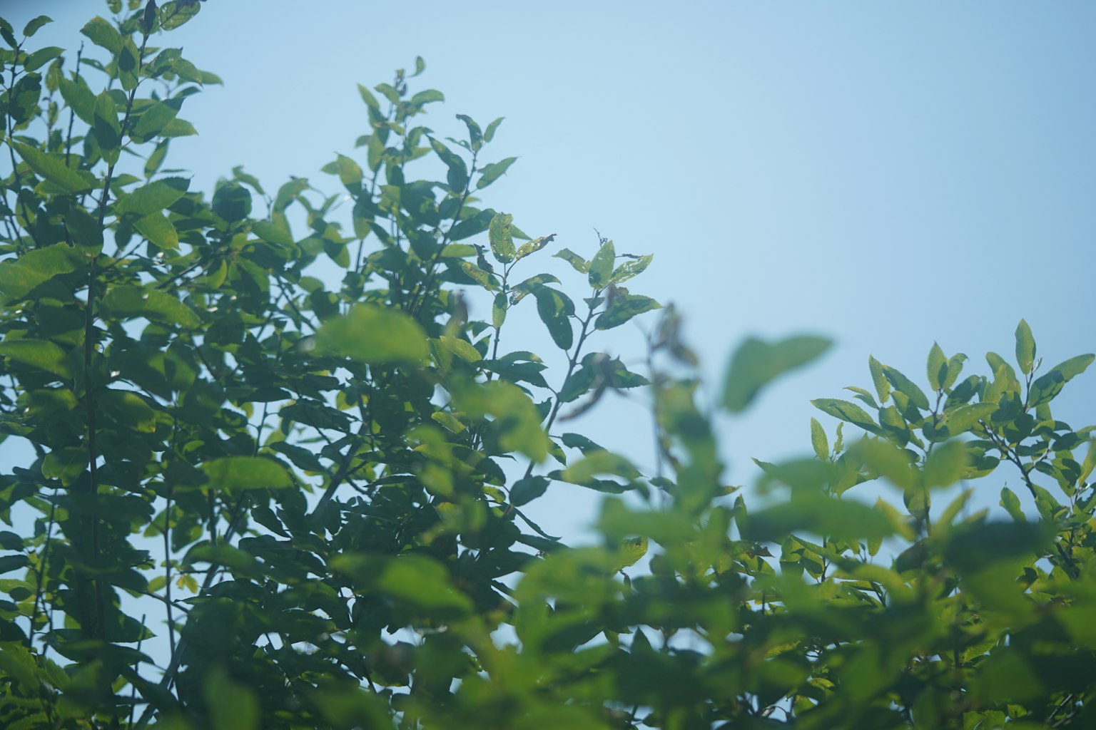 Silhouette của lá xanh dưới bầu trời xanh