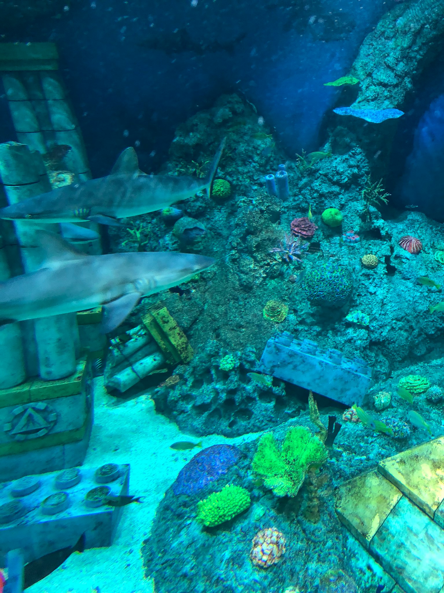 Underwater scene with sharks swimming colorful corals and shipwreck remains