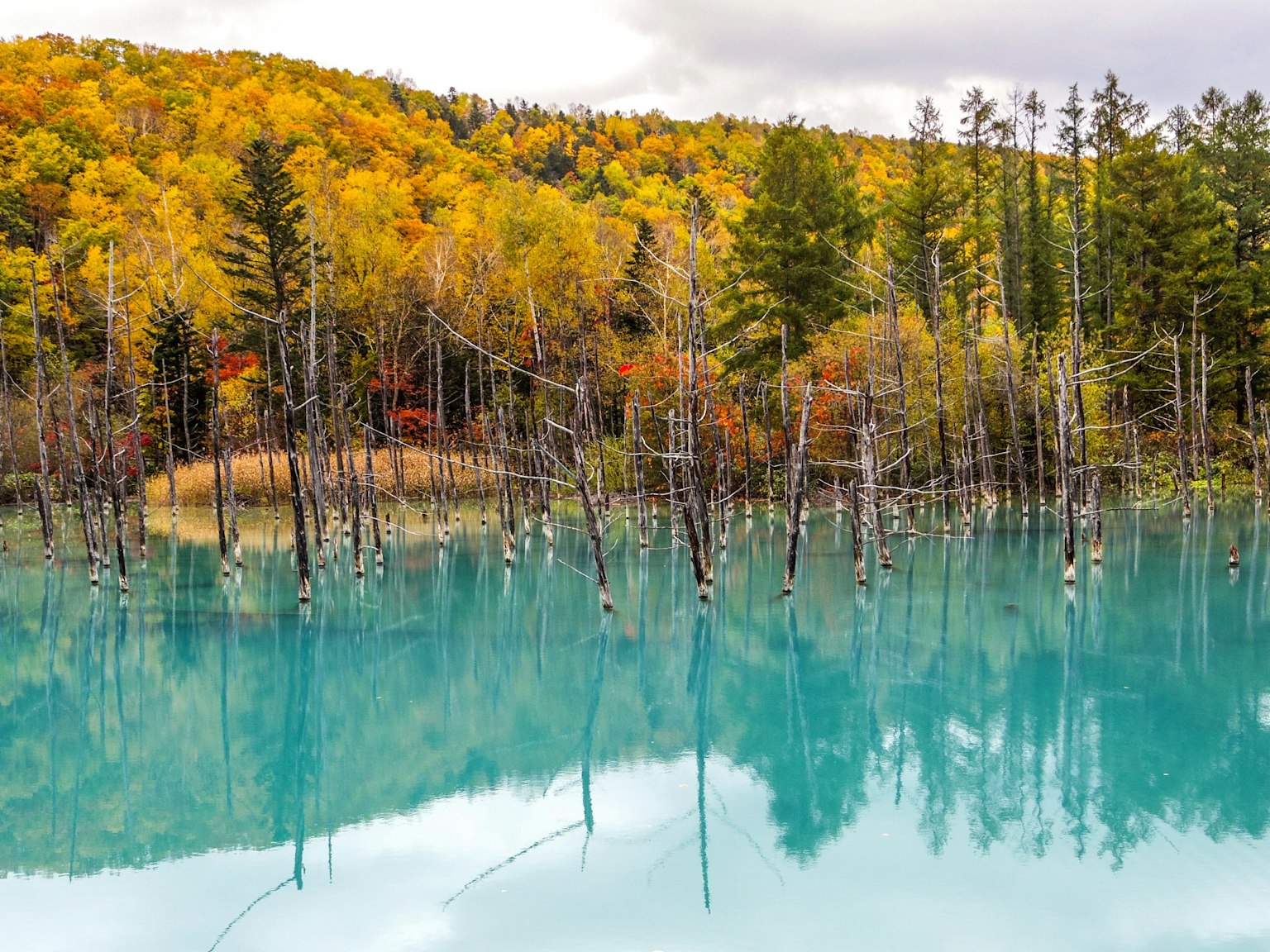Paesaggio autunnale con alberi colorati e alberi morti riflessi in un lago blu