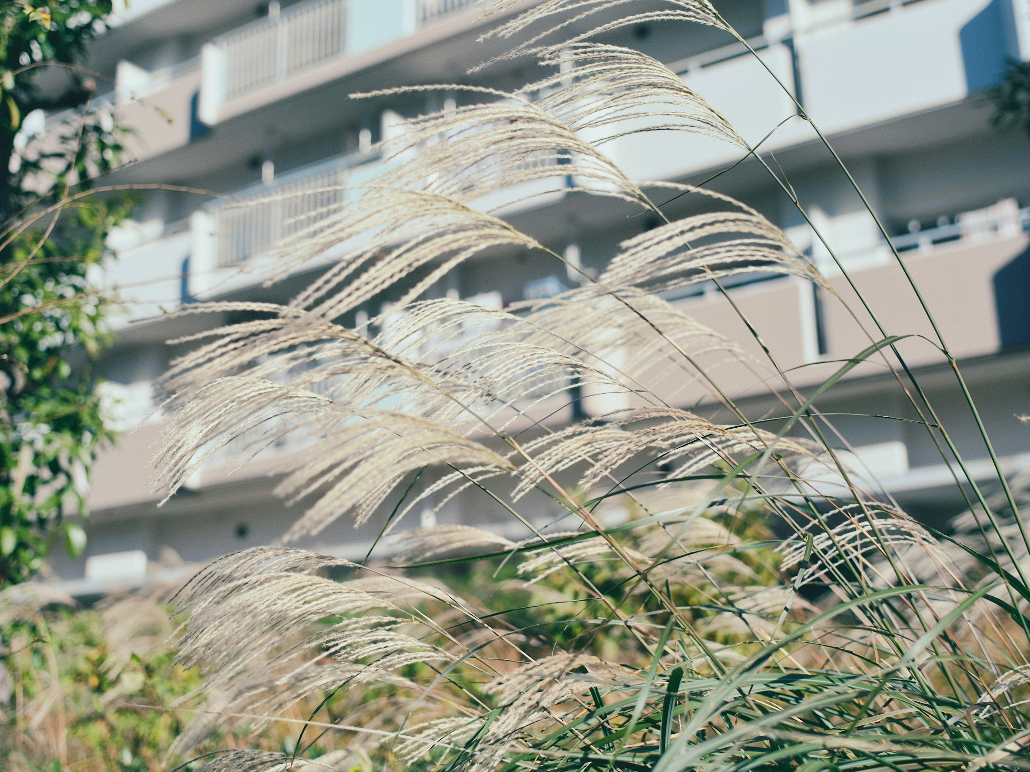 住宅楼前随风摇曳的草穗