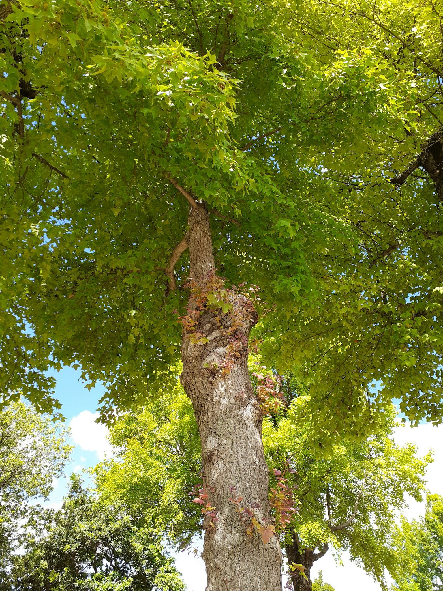 Tronco d'albero alto con foglie verdi lussureggianti