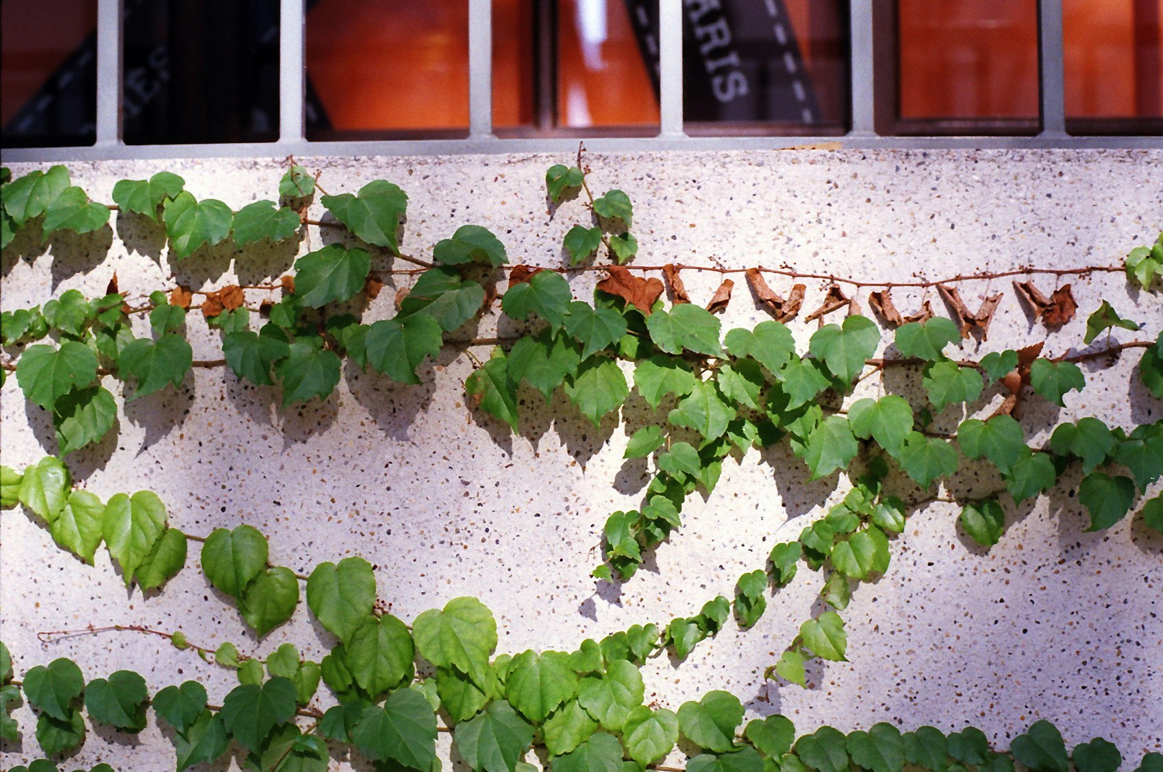 壁面に這う緑のつる植物と鉢のある棚のある屋外の景色