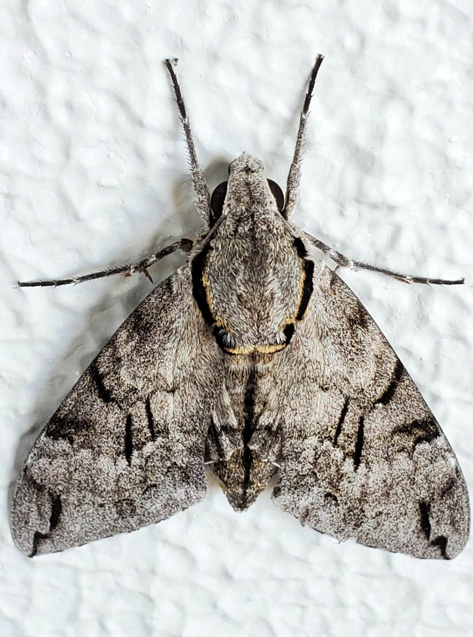 Vue de dessus d'un papillon avec des motifs gris proéminents