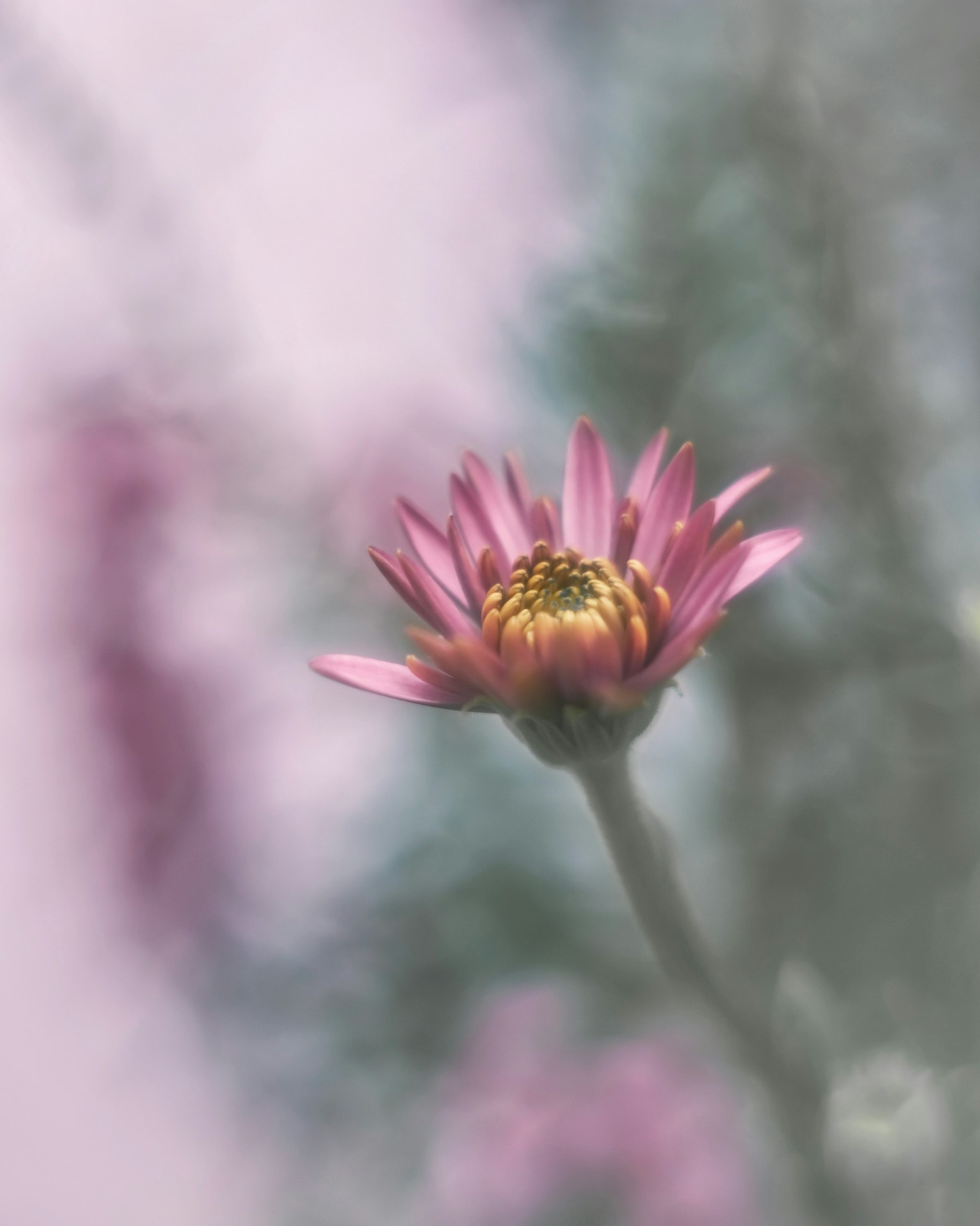Primo piano di un fiore rosa che sboccia su uno sfondo sfocato