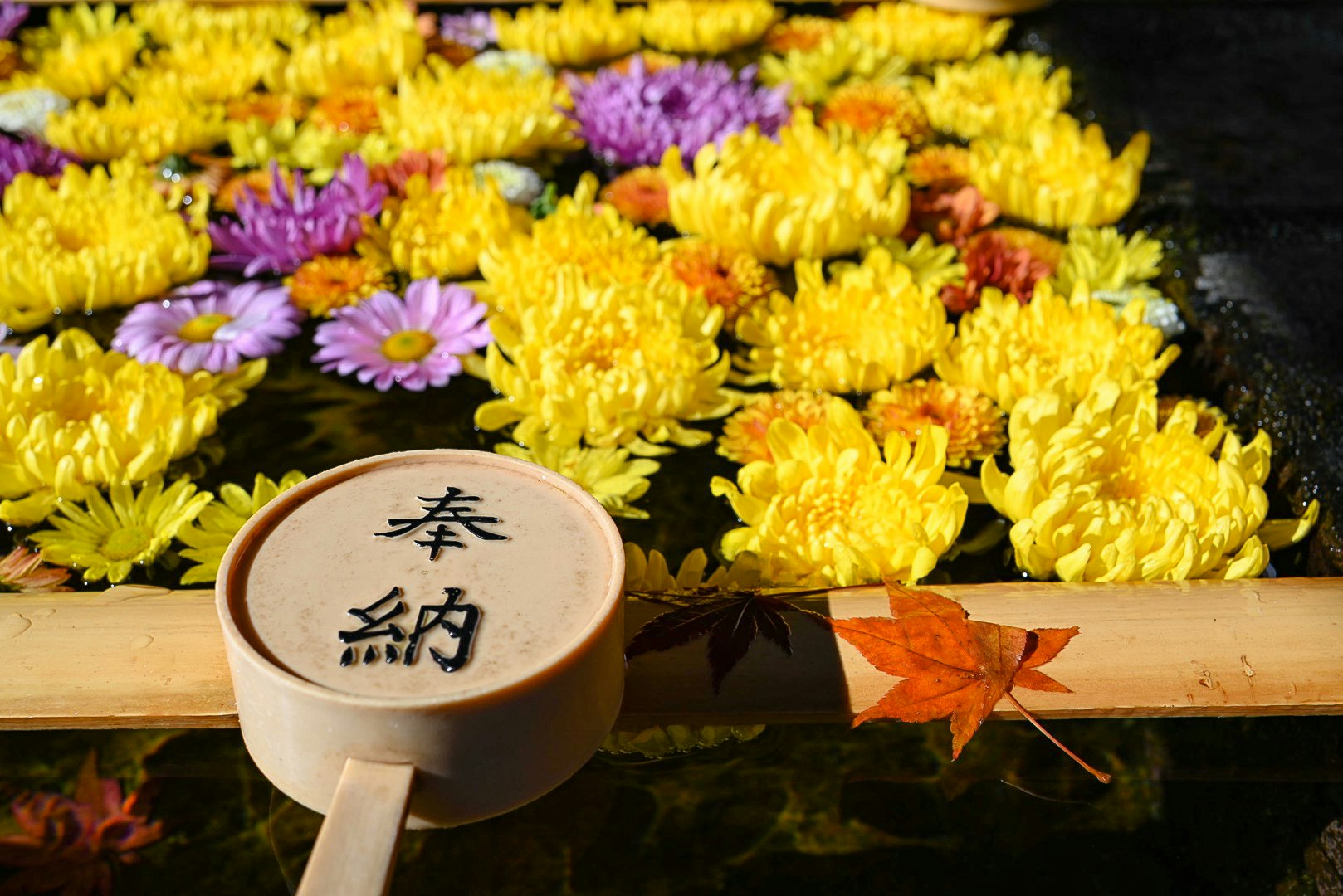 Yellow and purple chrysanthemum flowers on a wooden display with a small cup