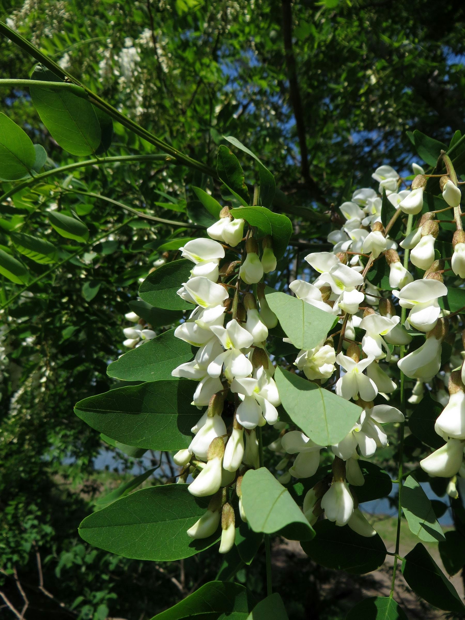 白い花と緑の葉が茂る木の枝のクローズアップ