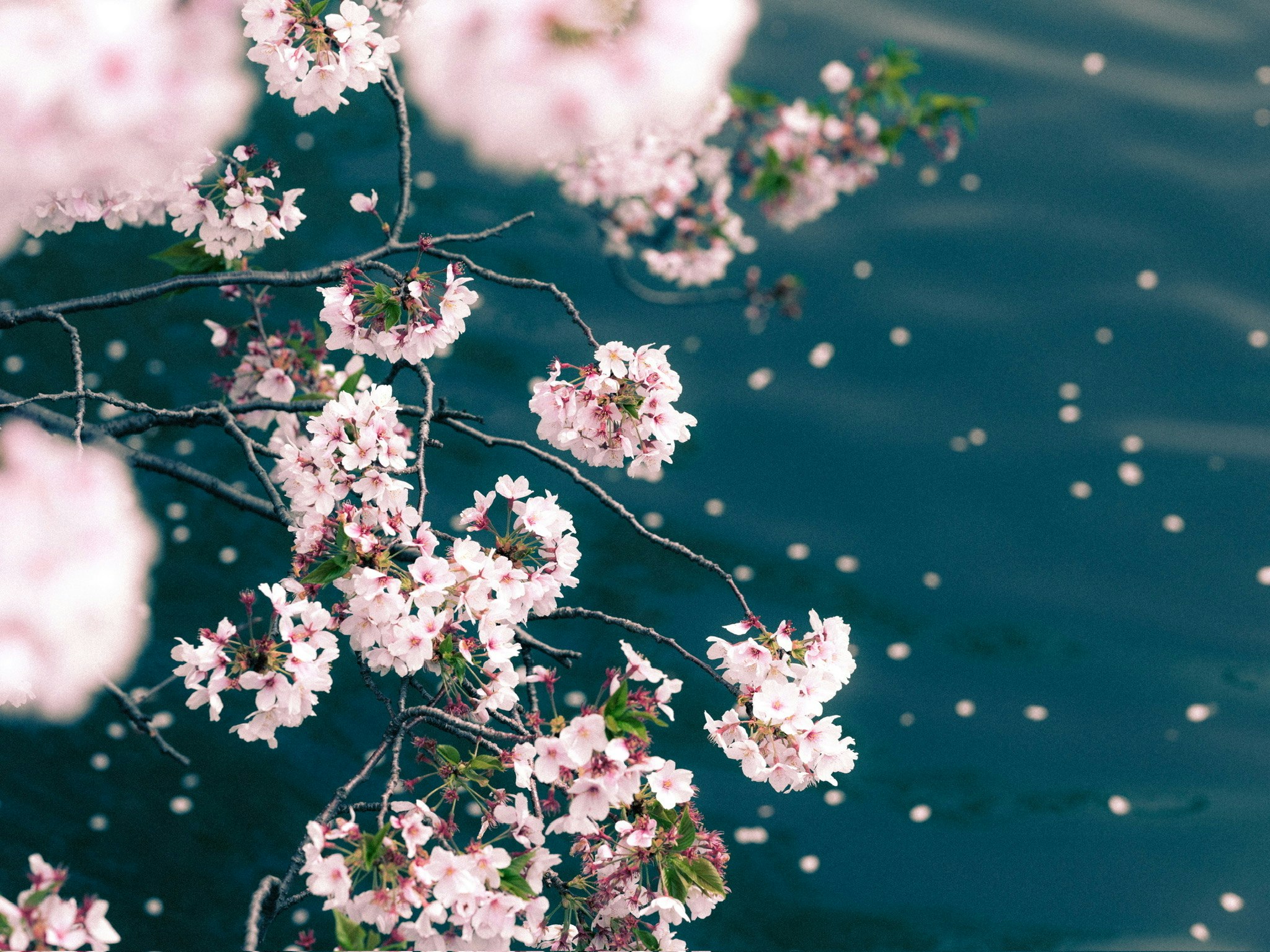 Kirschblütenzweige mit zartrosa Blüten vor blauem Wasserhintergrund