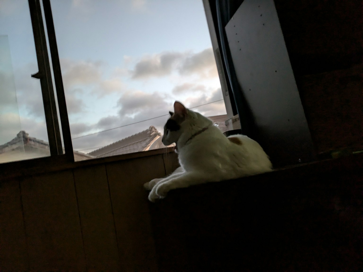 一隻白貓坐在窗邊，凝視著多雲的天空