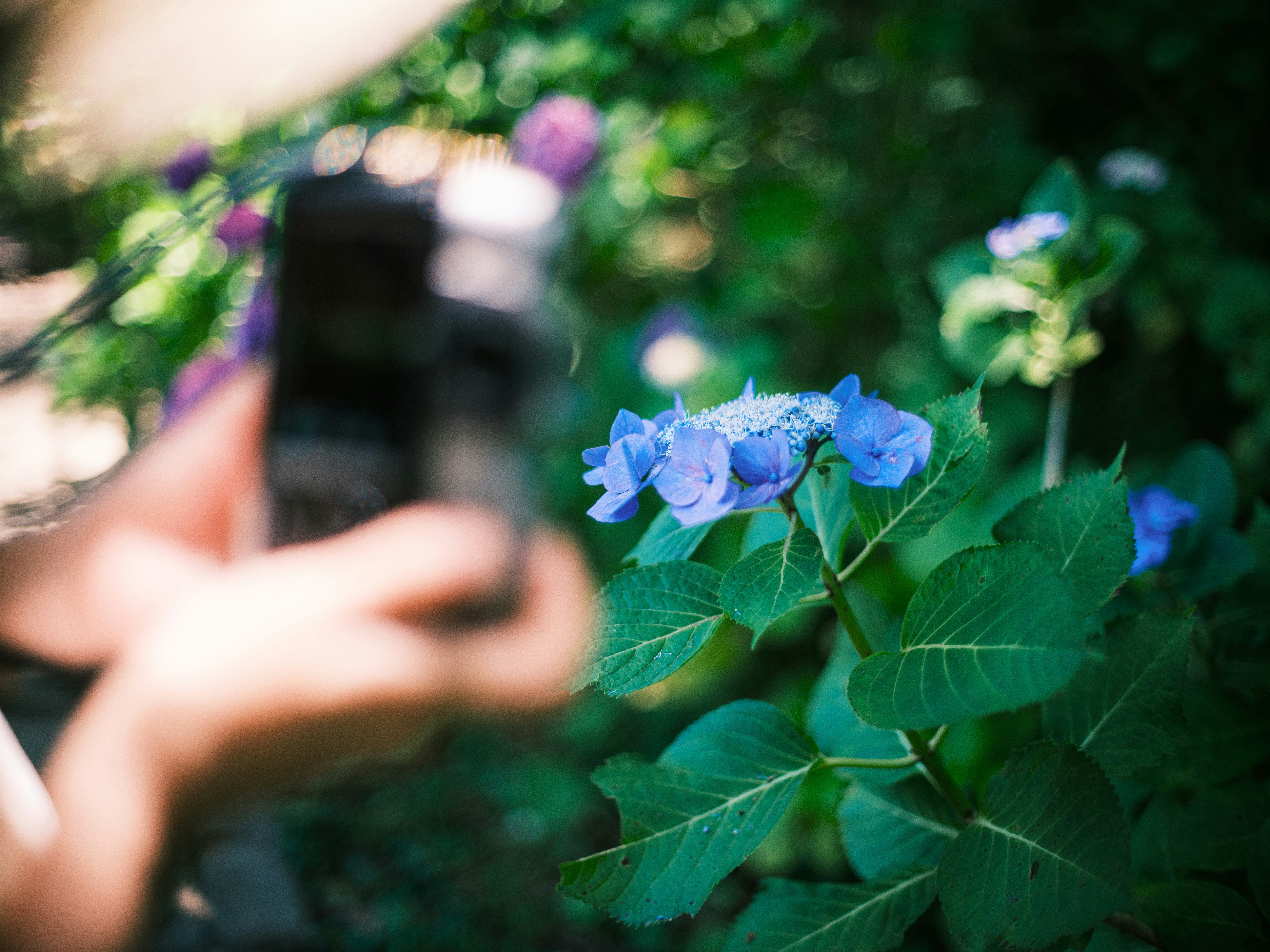 花の咲く庭でスマホ撮影する手元と青いアジサイ