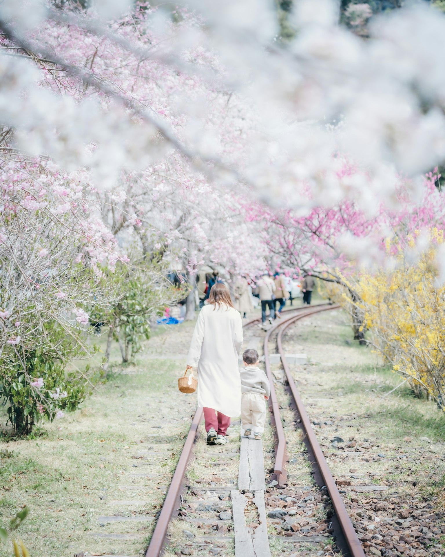 A woman and child walking along a railway track lined with cherry blossom trees