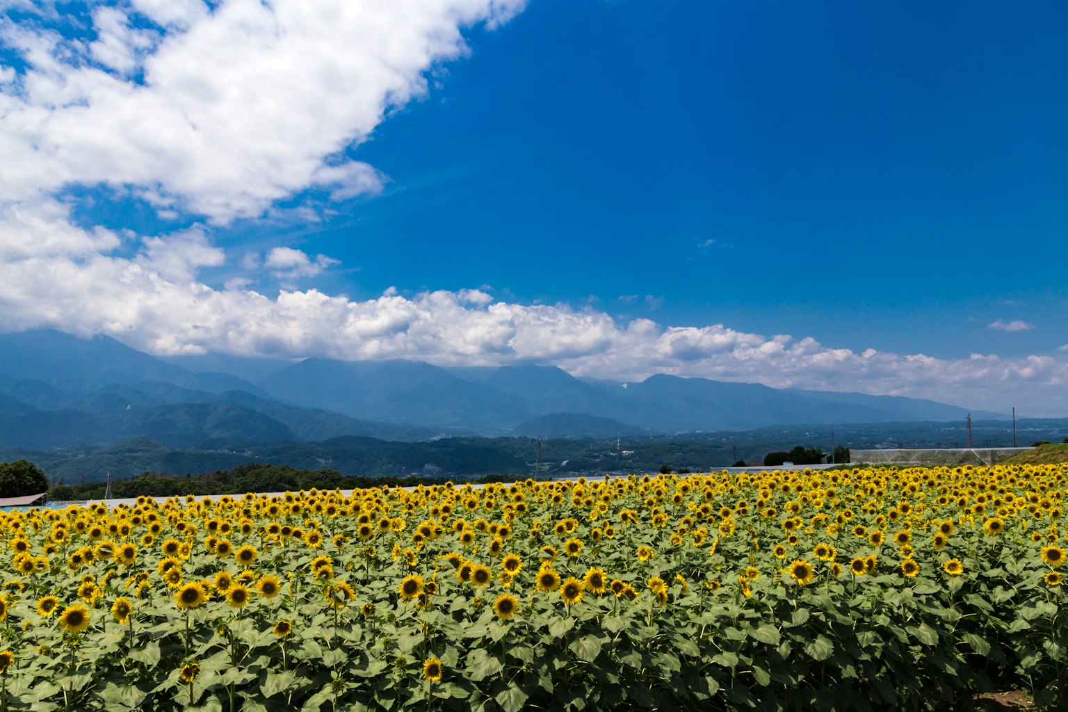 ทุ่งดอกทานตะวันใต้ท้องฟ้าสีฟ้าสดใสพร้อมเมฆ