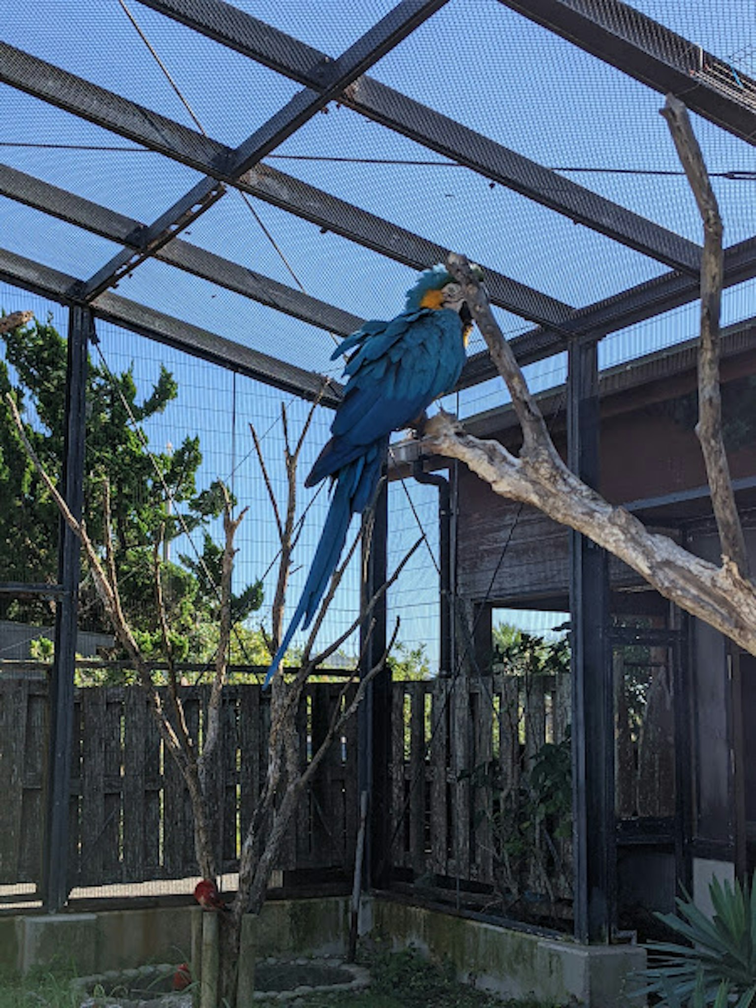Seekor macaw biru bertengger di cabang di dalam kandang burung