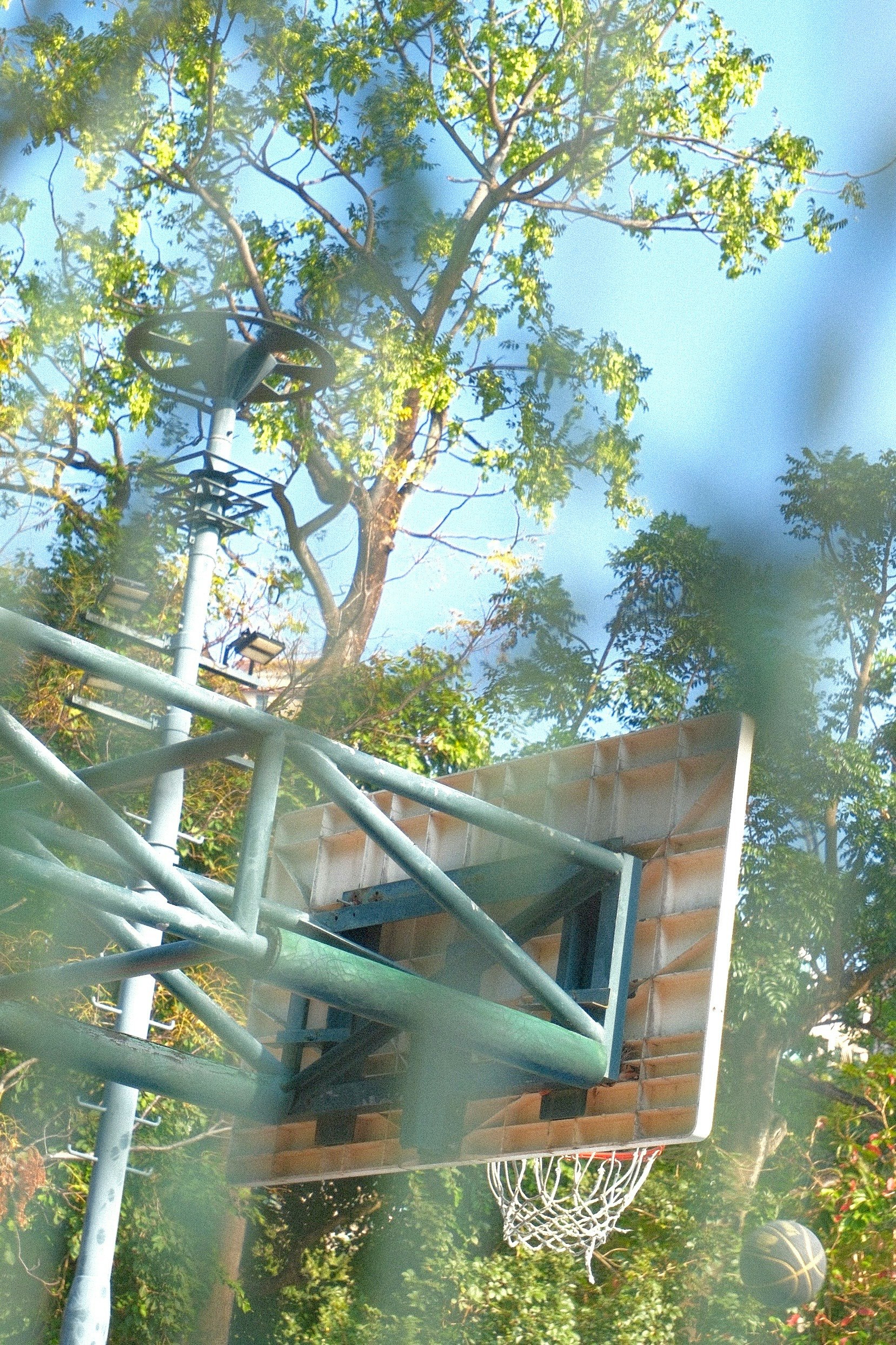 木々の間にあるバスケットゴールとバスケットボールのある屋外風景