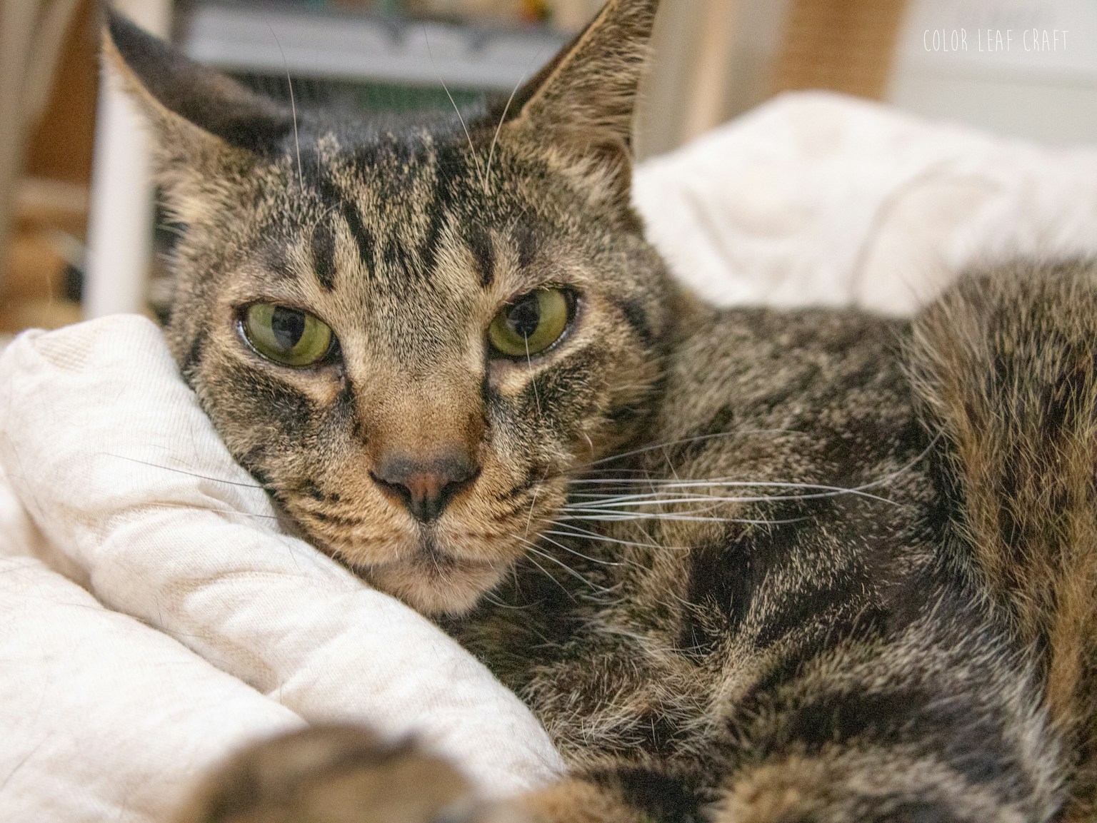 Un chat détendu couché sur une couverture avec une expression calme