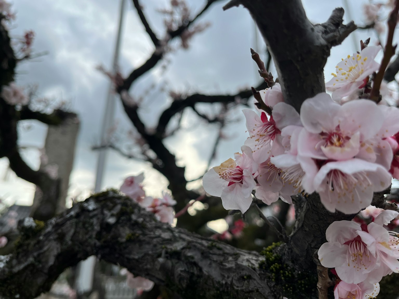 Primer plano de flores de cerezo en un árbol