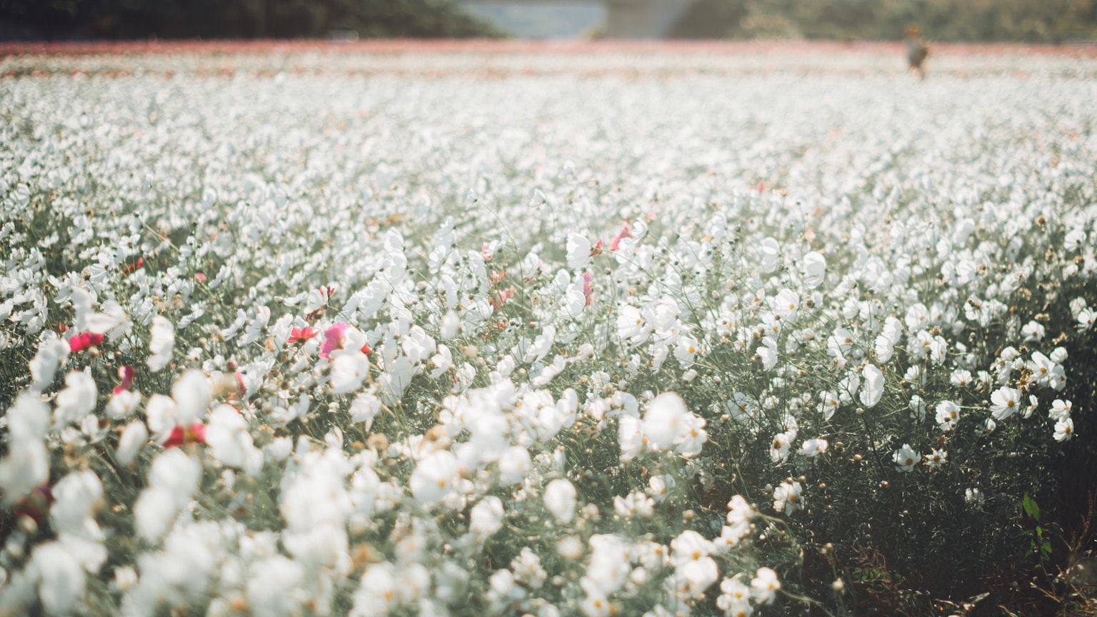 Expansive field of white flowers with scattered pink blooms