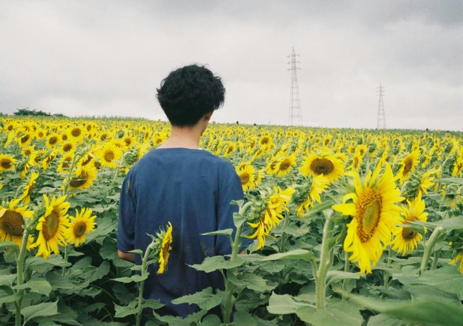 Personne se tenant dans un champ de tournesols entourée de fleurs jaunes et de feuilles vertes