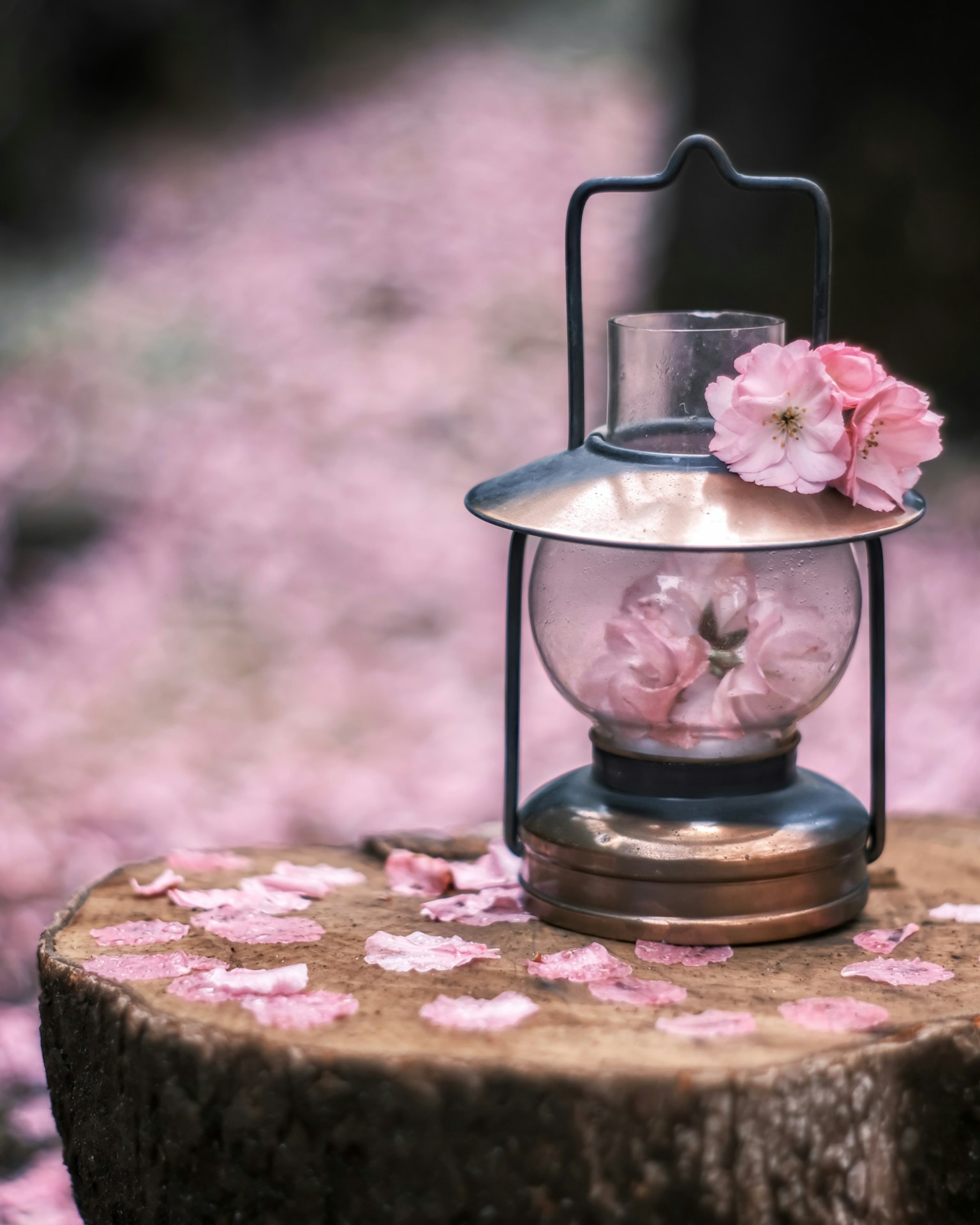 Lanterne avec des fleurs roses sur une souche en bois entourée de pétales de cerisier