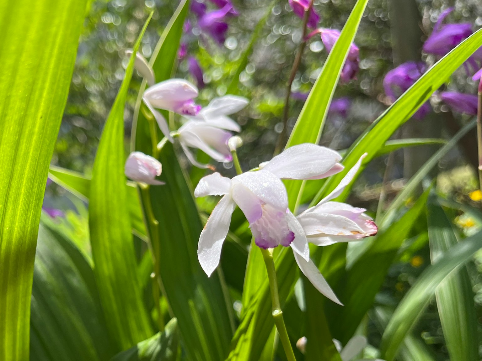 特写白花和绿叶的植物