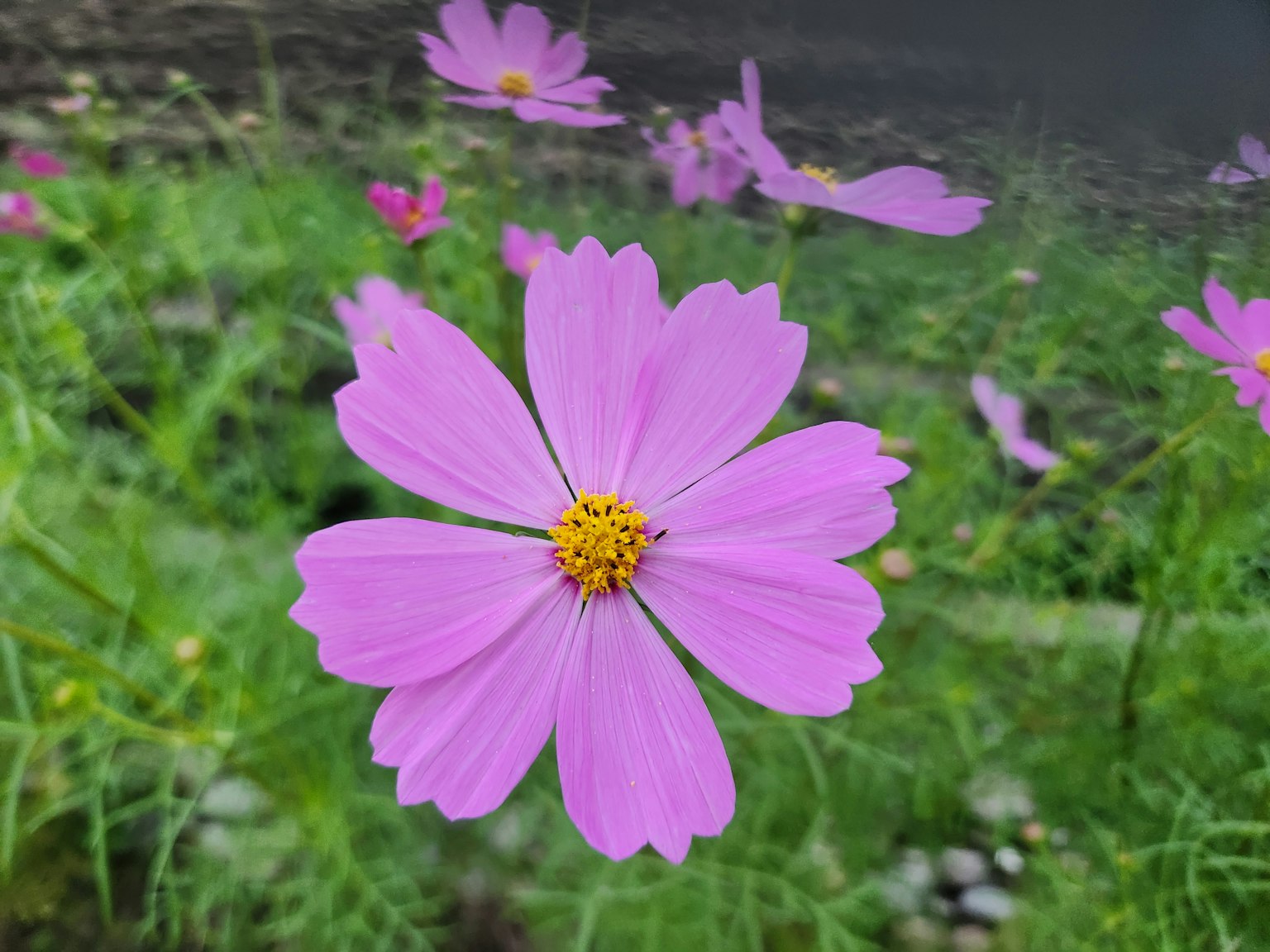 Gros plan d'une fleur de cosmos rose avec un centre jaune entouré de feuillage vert