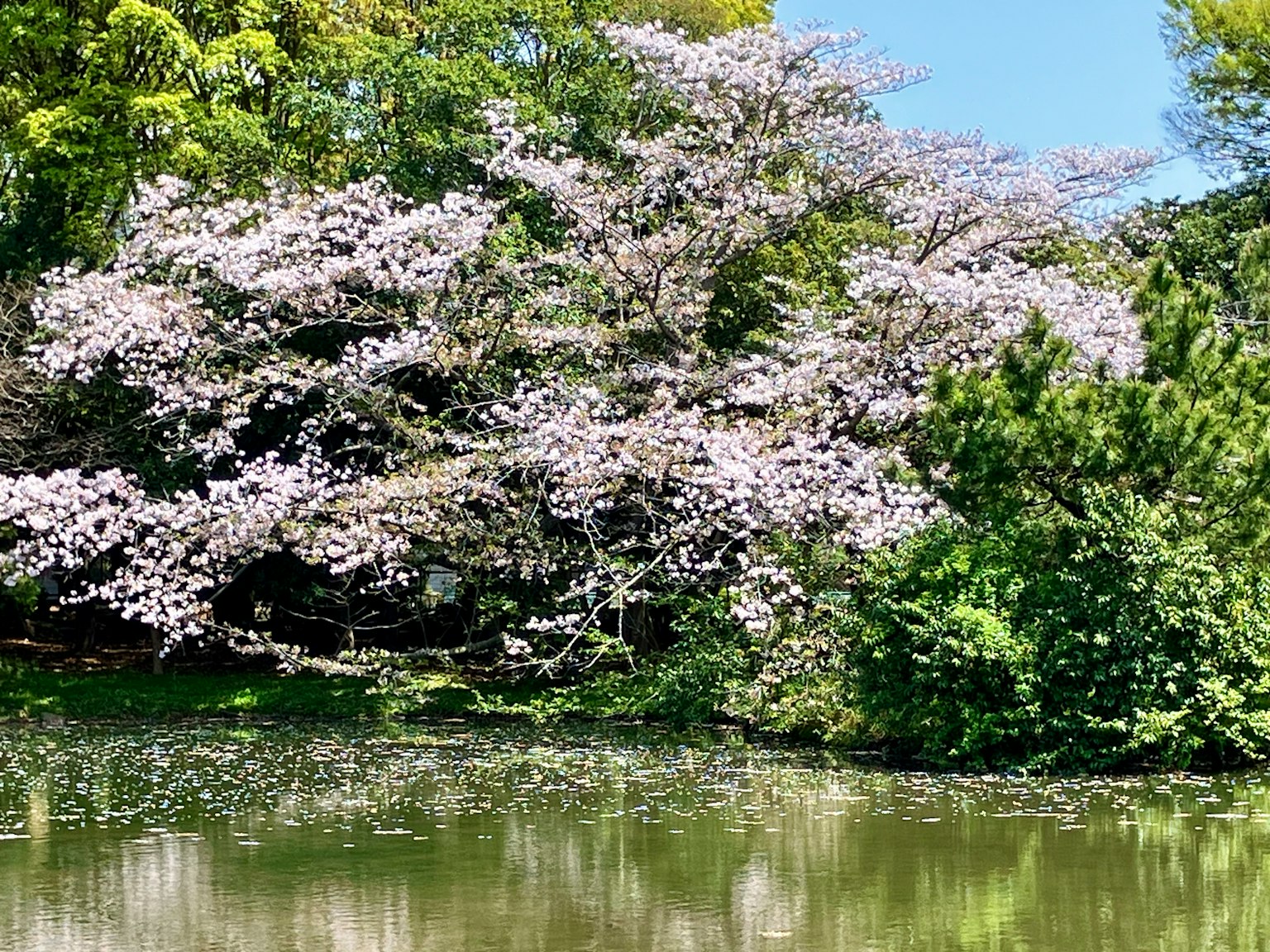 Beautiful cherry blossom tree by a serene pond
