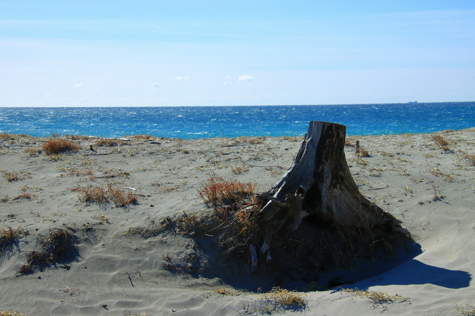 Un tocón de árbol en una playa de arena con el océano al fondo