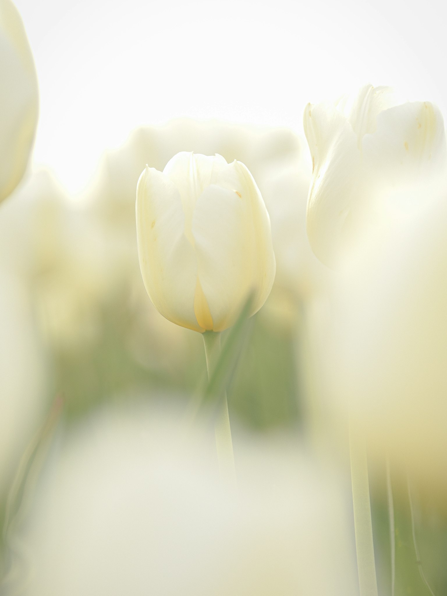 ภาพถ่ายดอกทิวลิปสีขาวที่มีการเบลอเบา ๆ โดยมีดอกหนึ่งเด่นอยู่ในพื้นหน้า