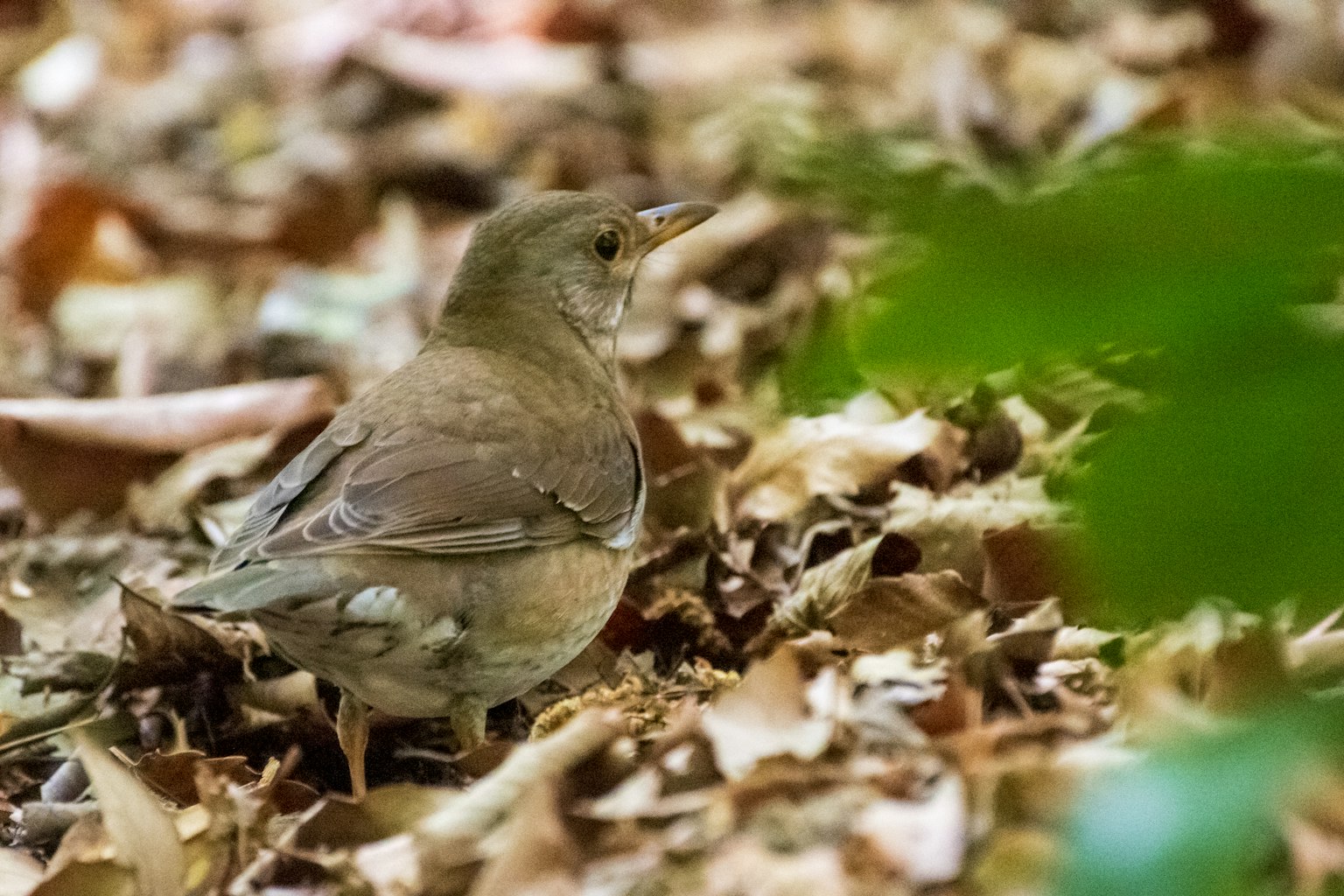 Kleiner brauner Vogel zwischen fallendem Laub
