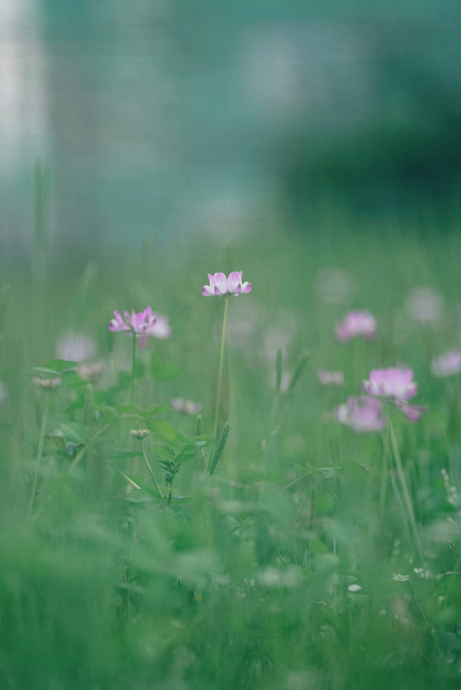 Primer plano de flores moradas claras dispersas en un prado verde