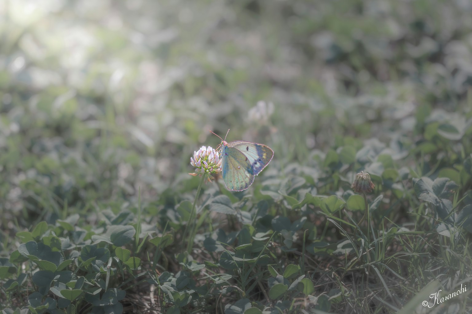 青い蝶が白い花の近くにいる緑の草の中の風景